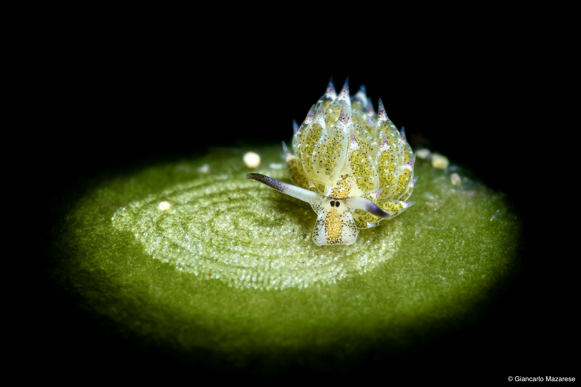 Costasiella kuroshimae