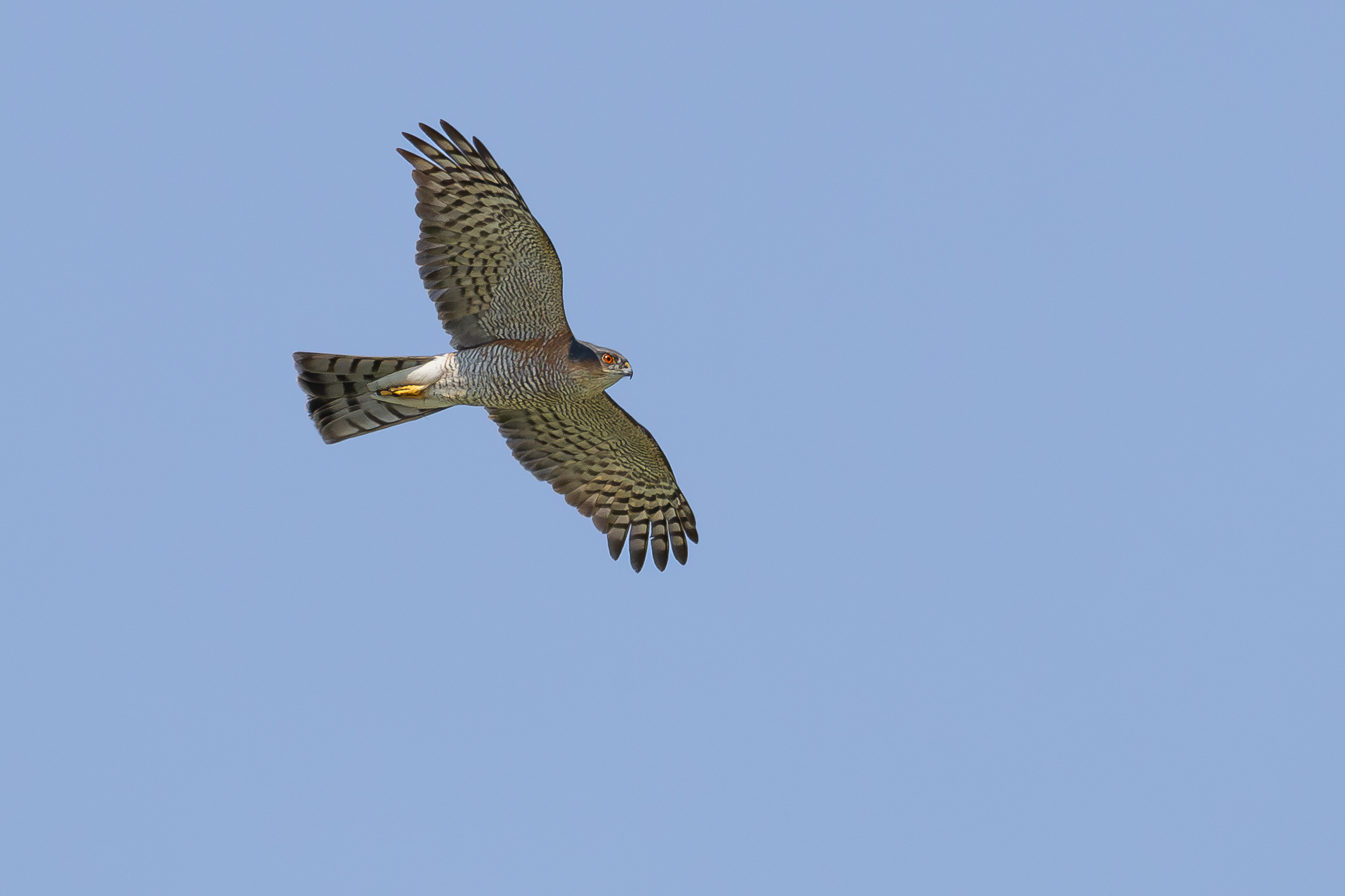sparrowhawk.