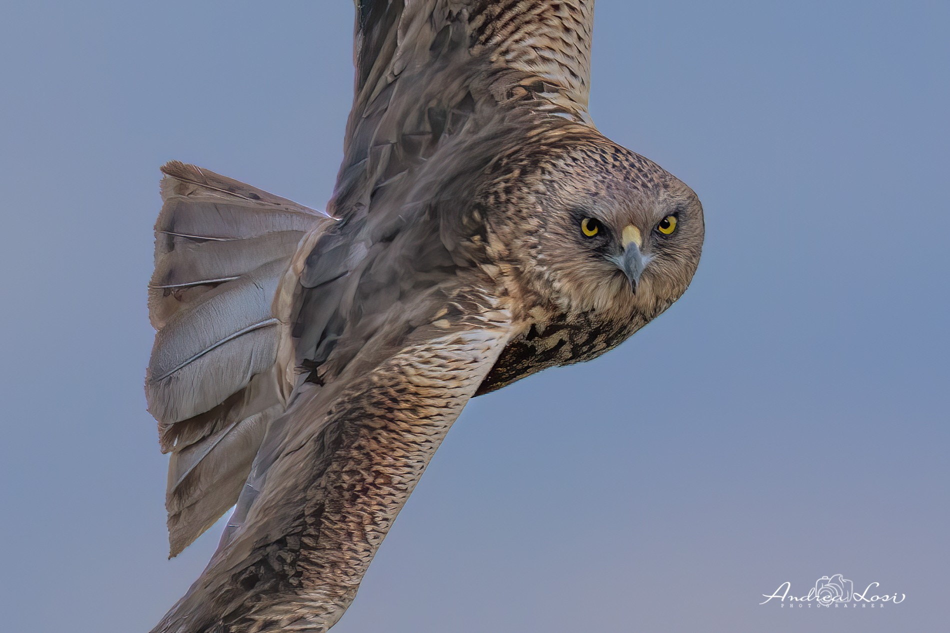 Aiuto …falco di palude troppo vicino..