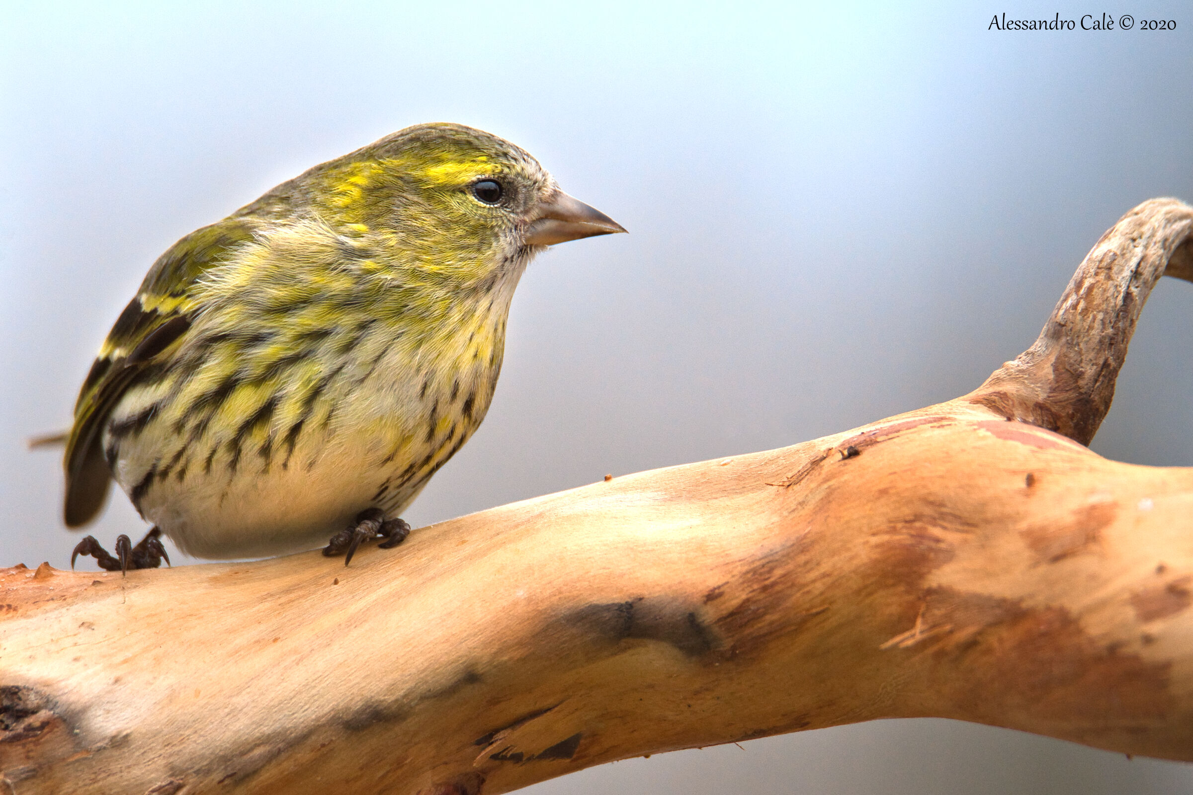 Carduelis spinus (Lucherino) 6644