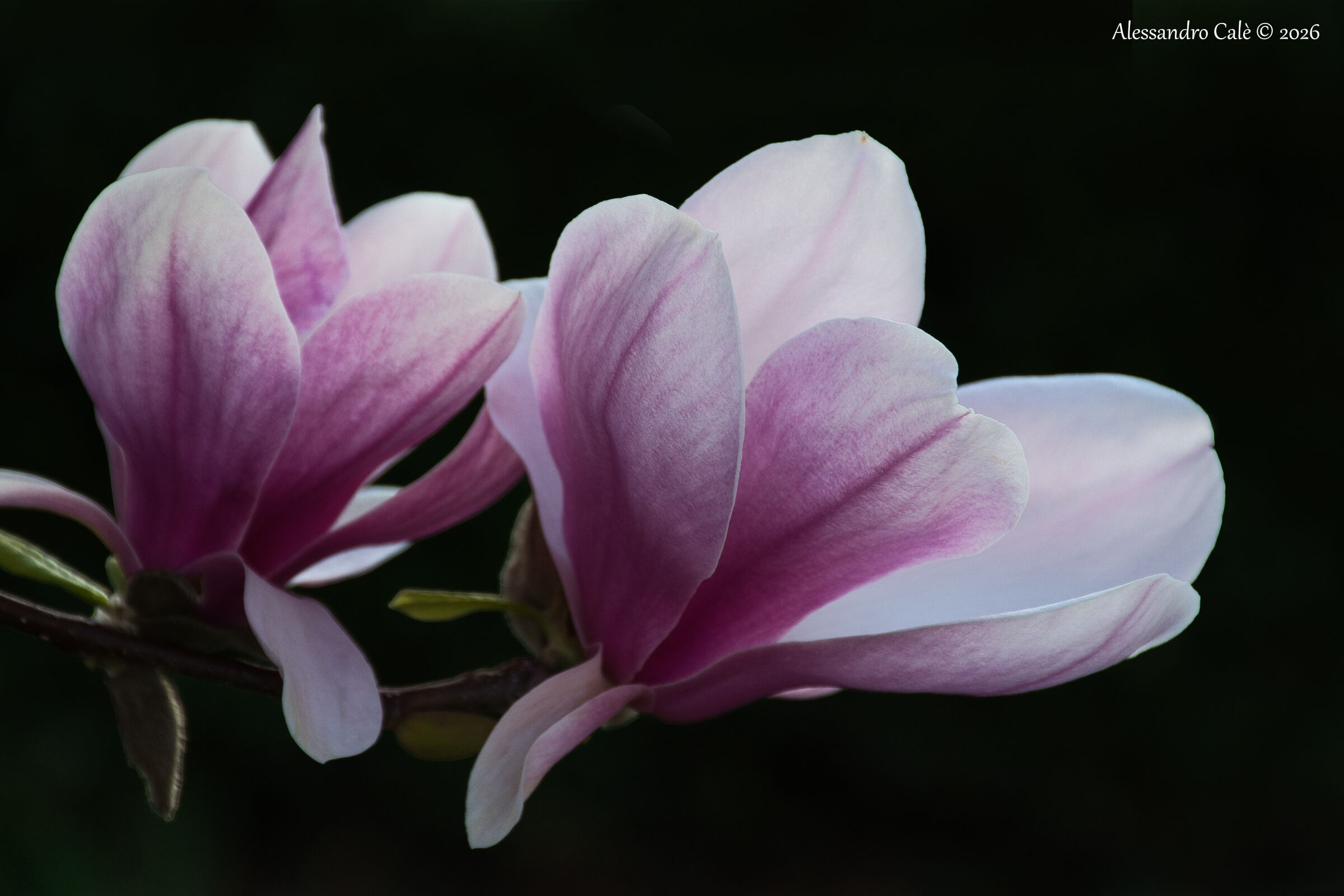 Magnolia 0178