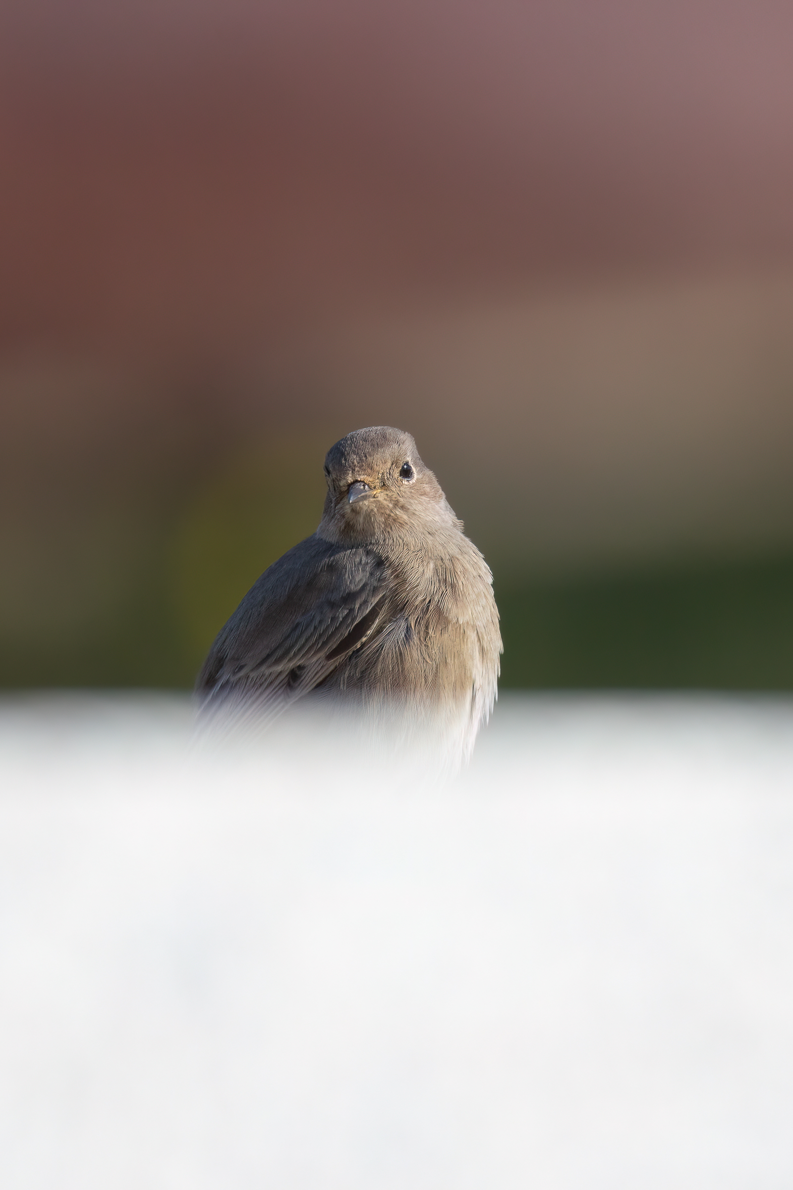 Chimney Sweep Redstart