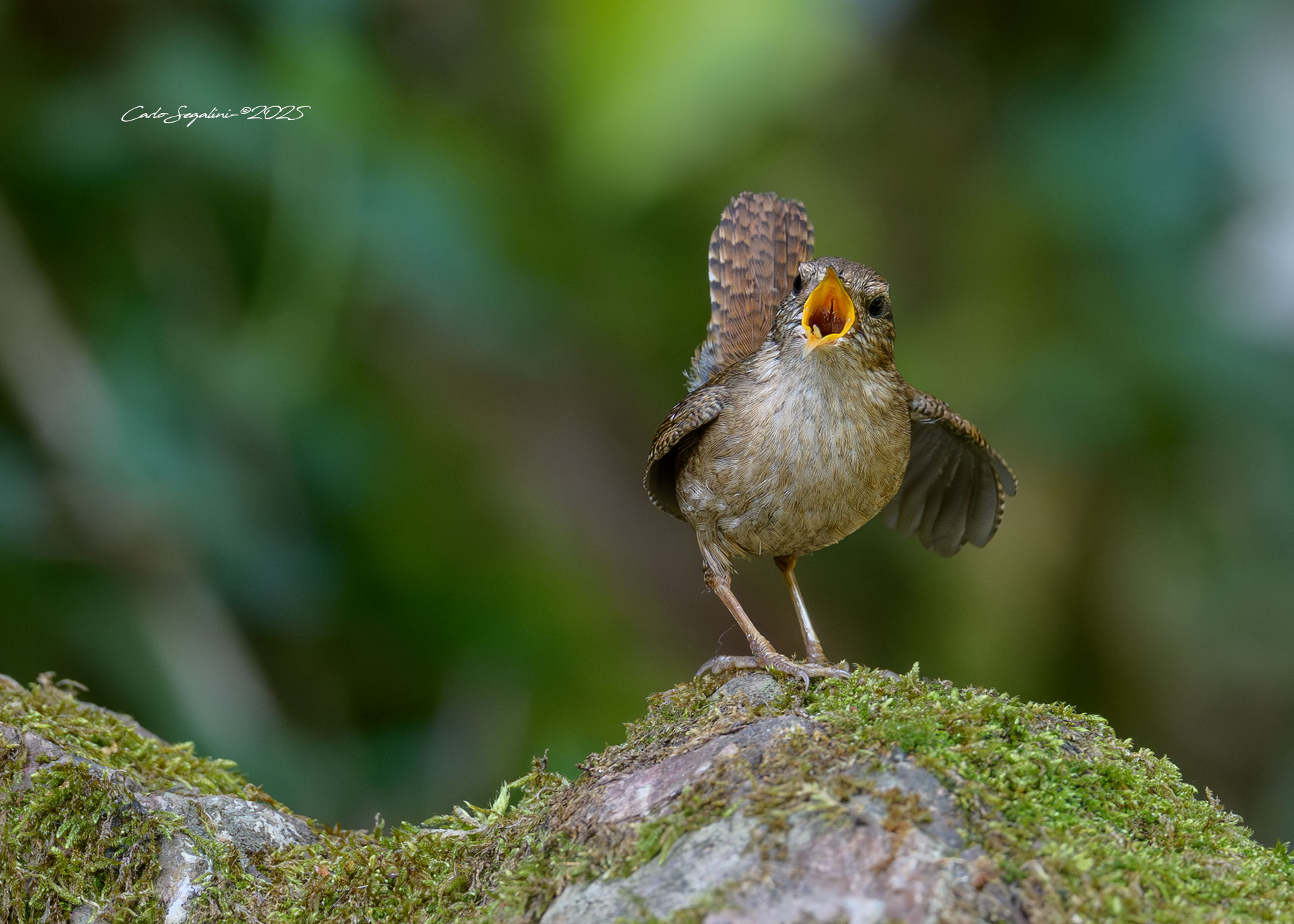 Wren