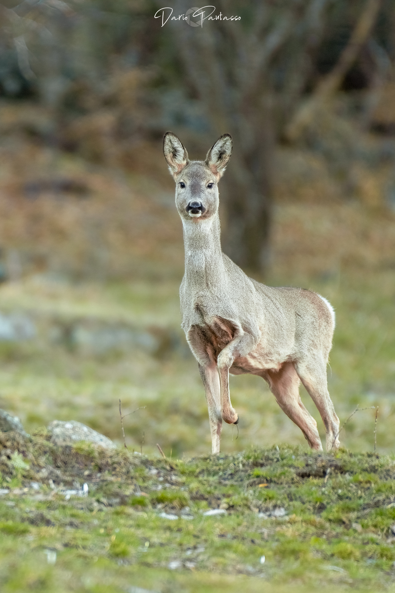 Capriolo femmina