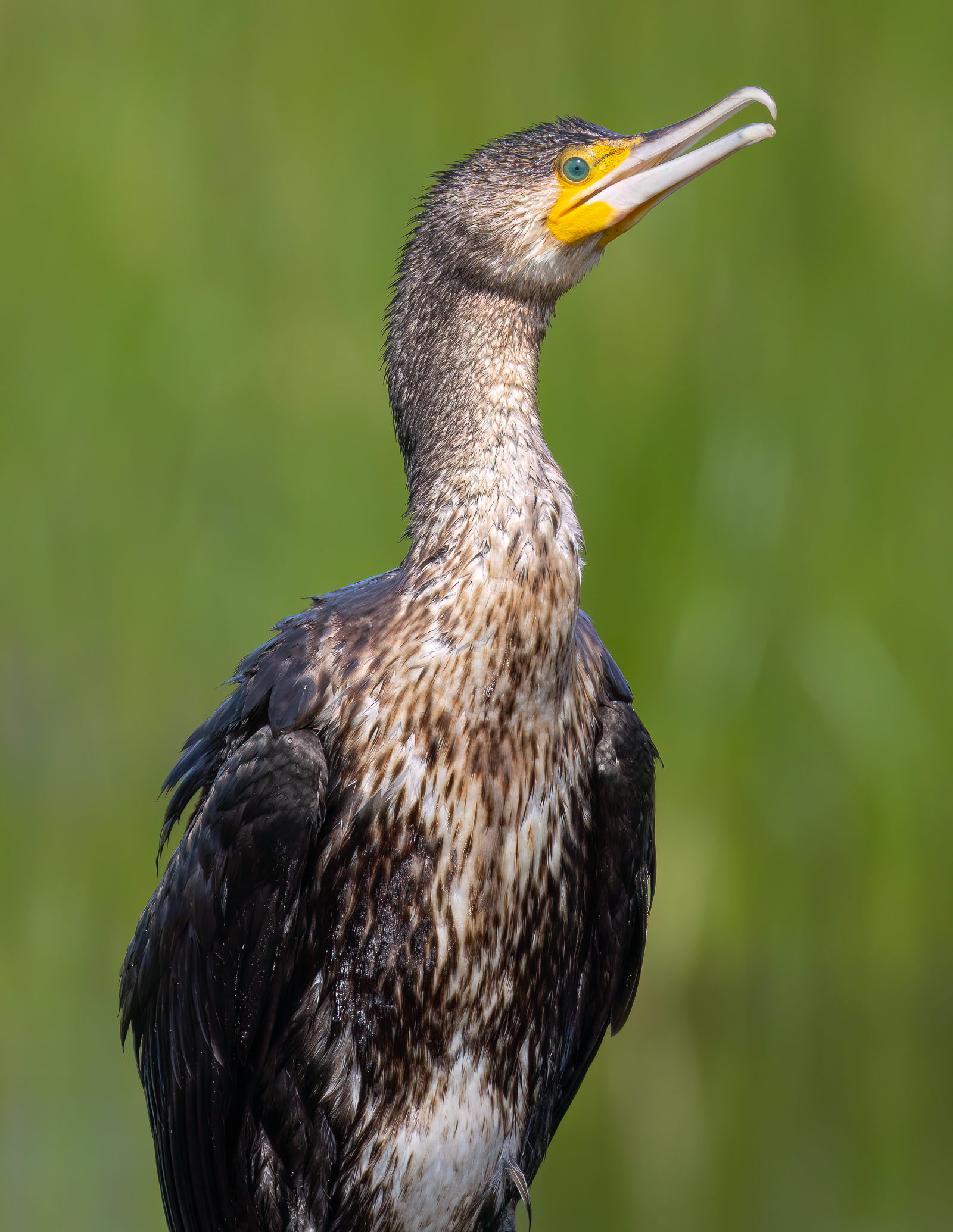 Cormorant