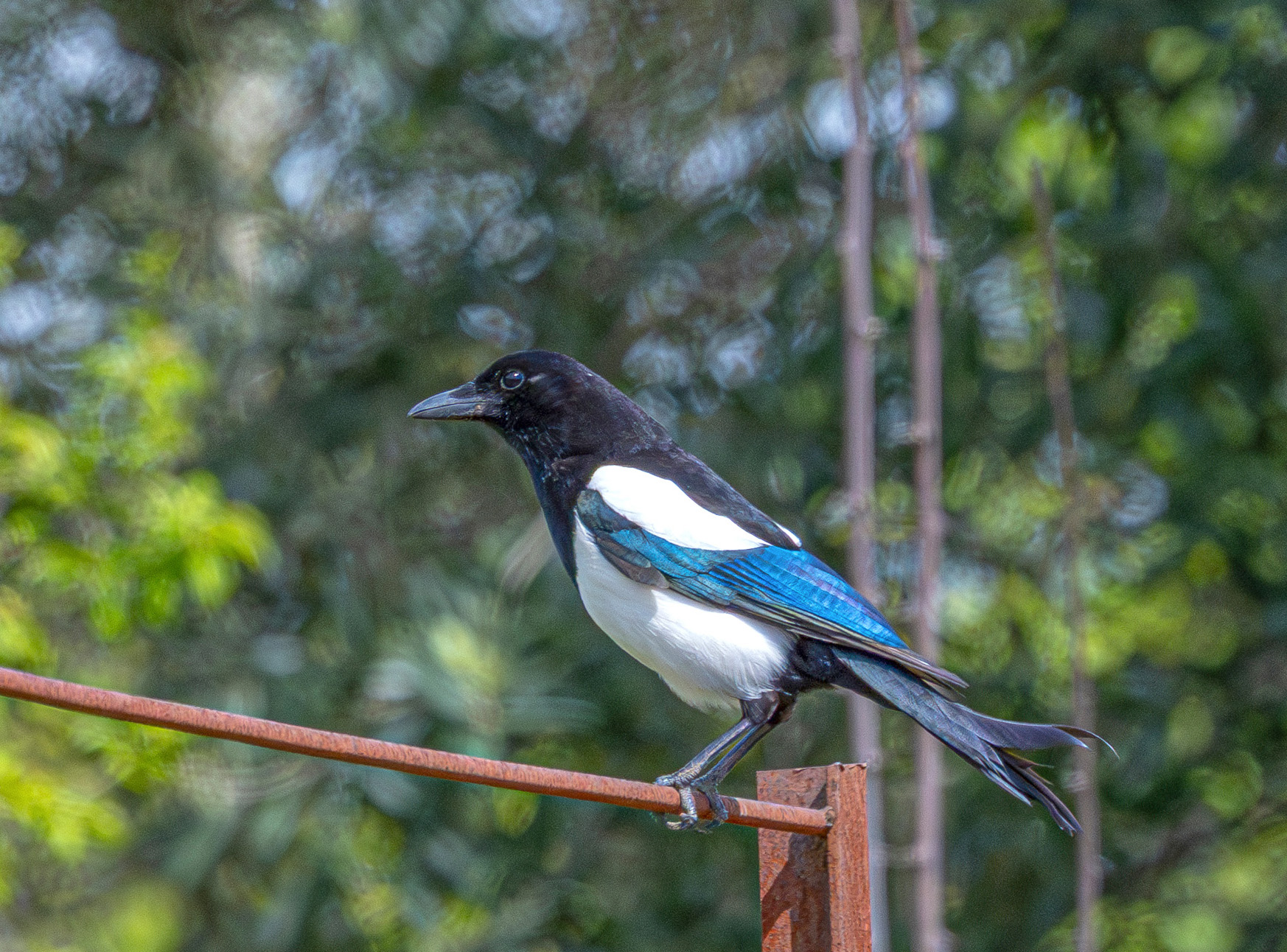Magpie thief