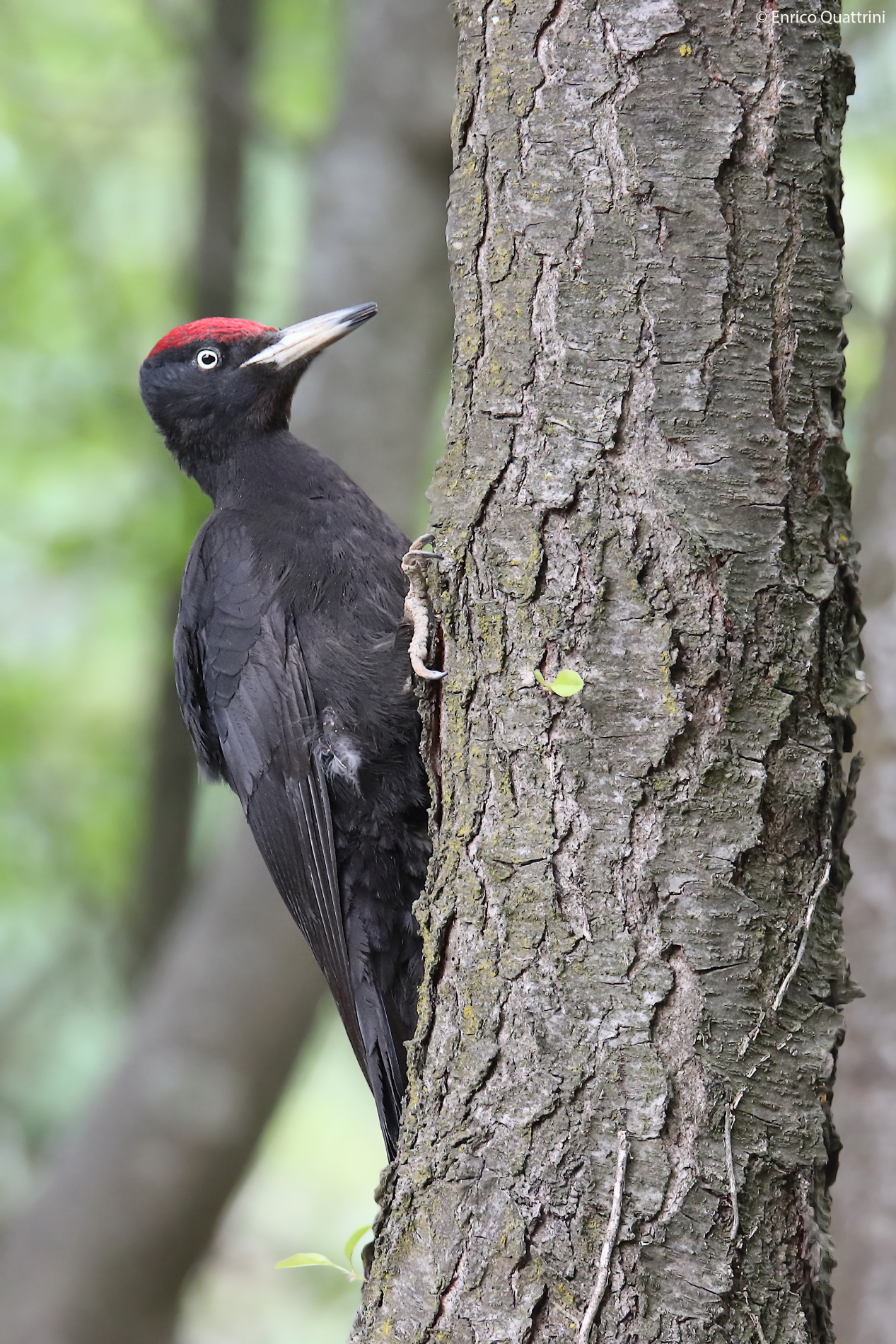 Black Woodpecker