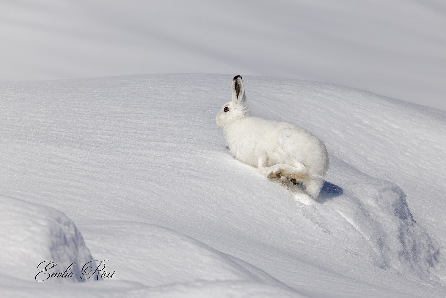 Variable hare
