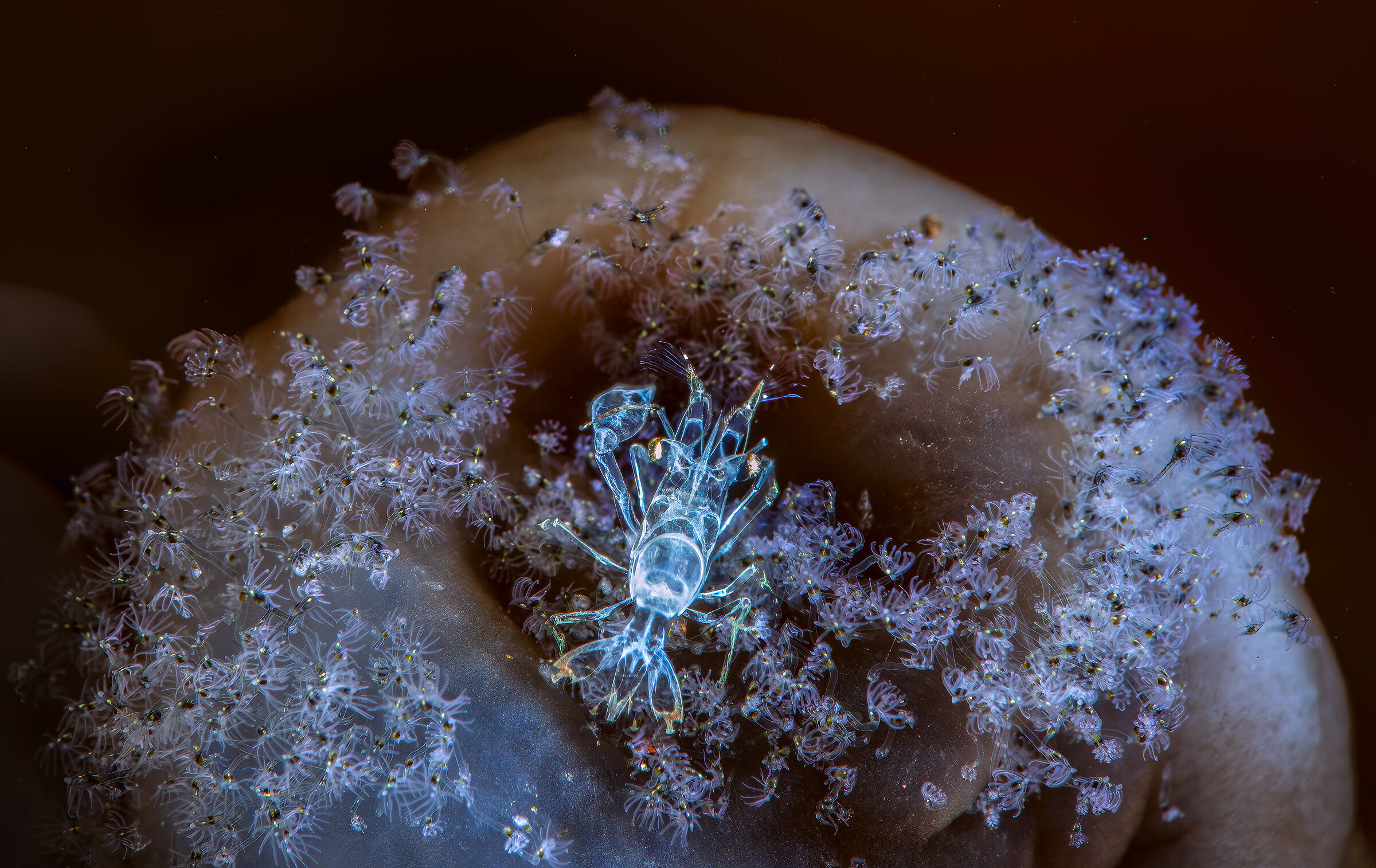 ghost shrimp  bali tulamben