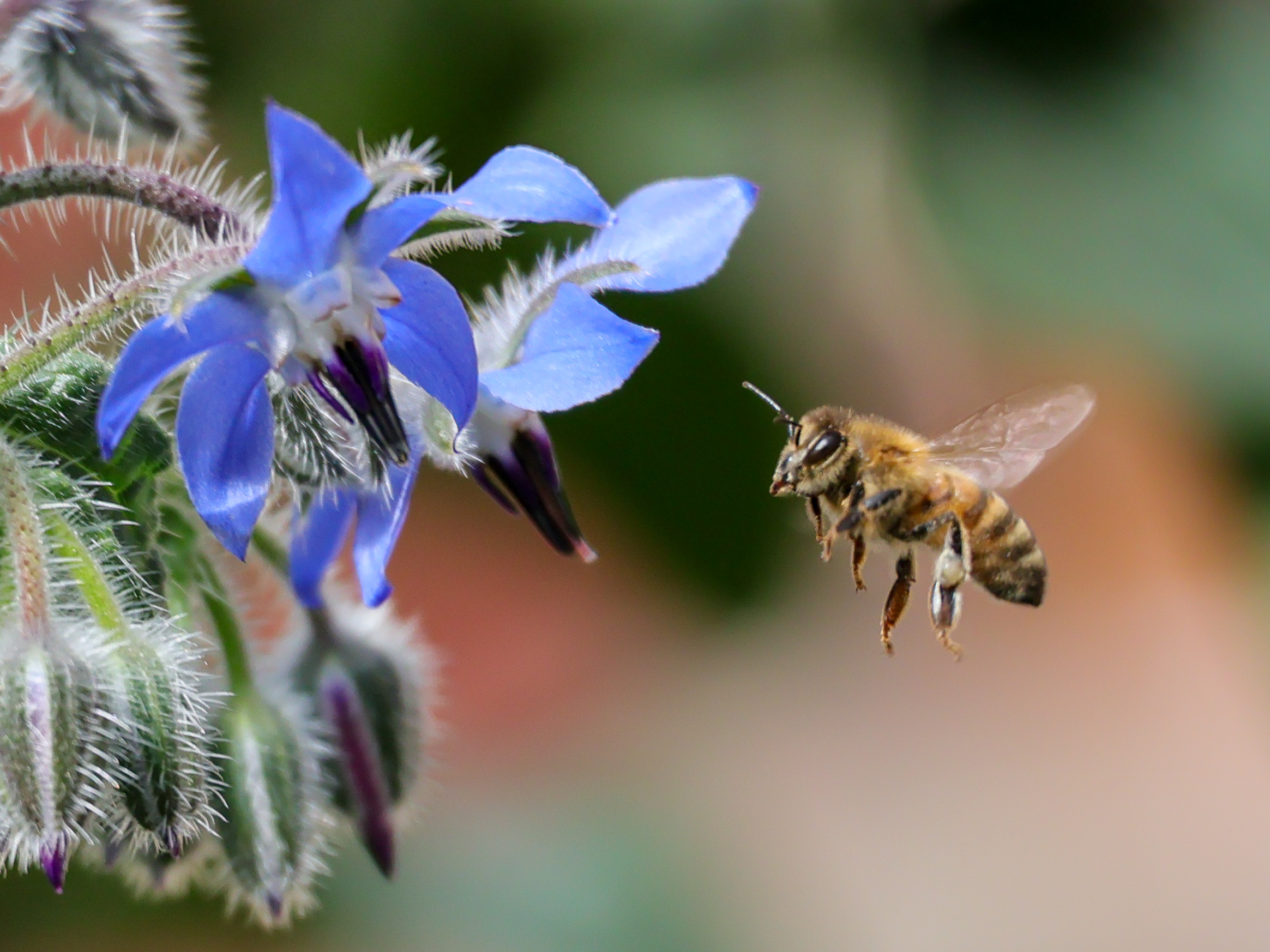 A bee in flight