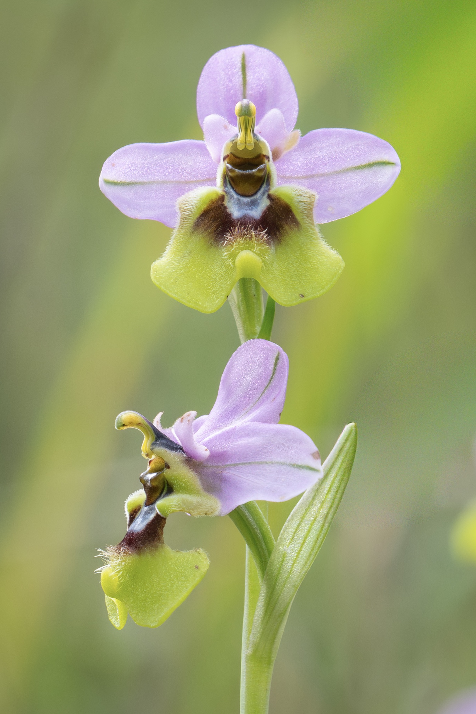 Ophrys tenthredinifera
