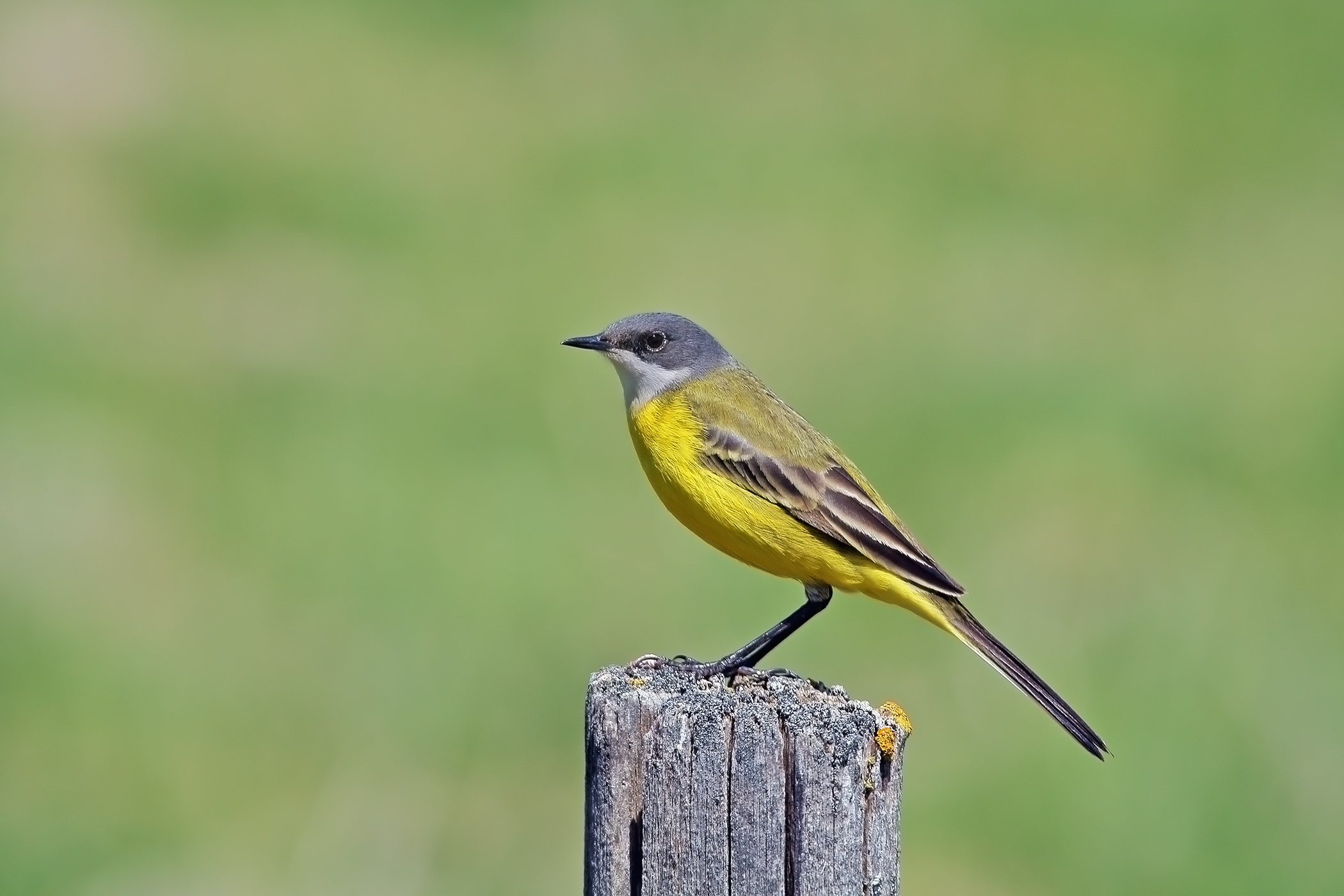 Cinerine wagtail