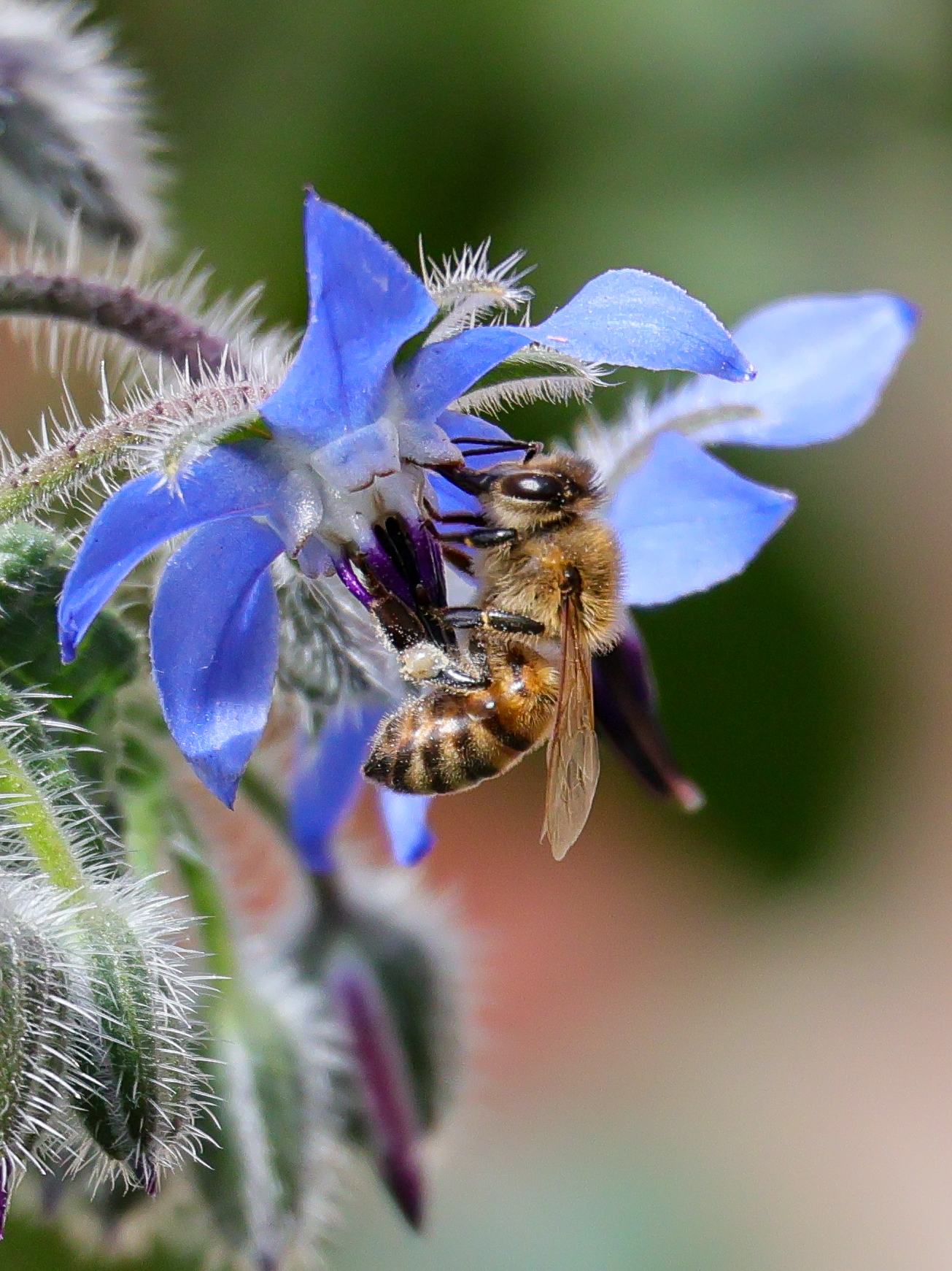 A bee resting on a flower