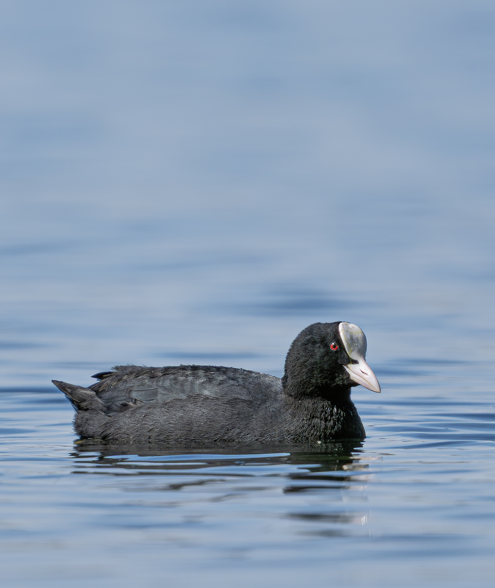 Coot - Lake Viverone