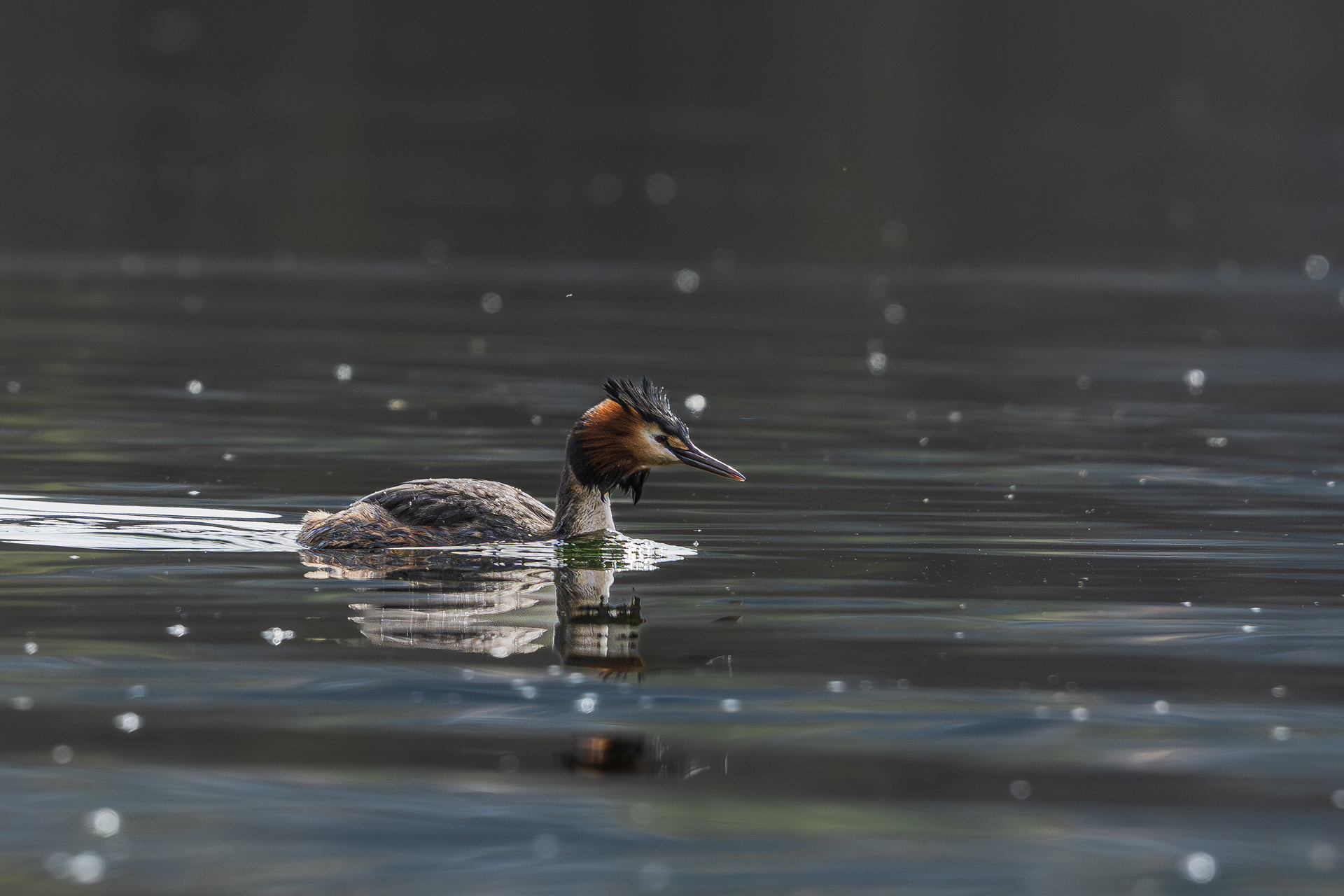 Great Crested Grebe - Lake Viverone