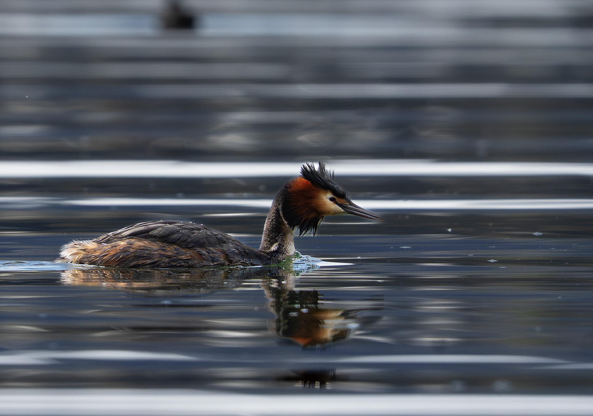 Great Crested Grebe2