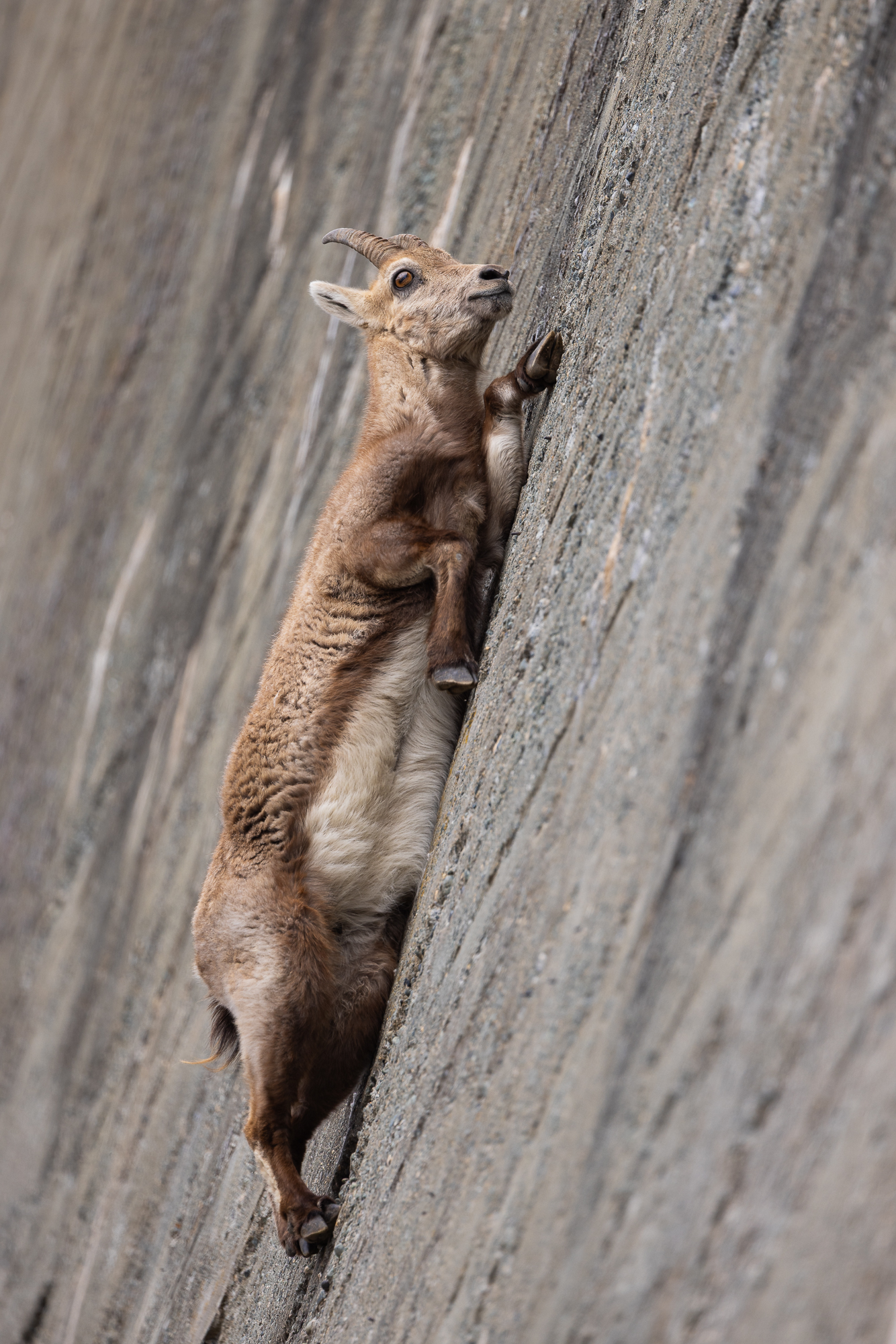 Free Climbing