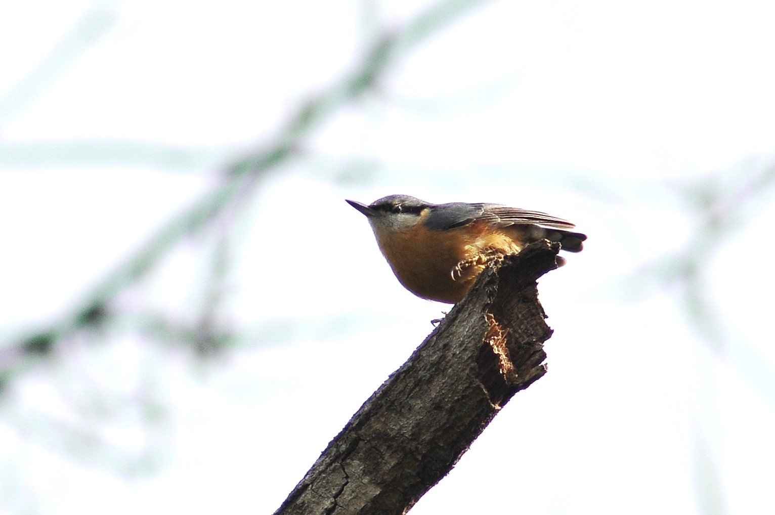 Nuthatch