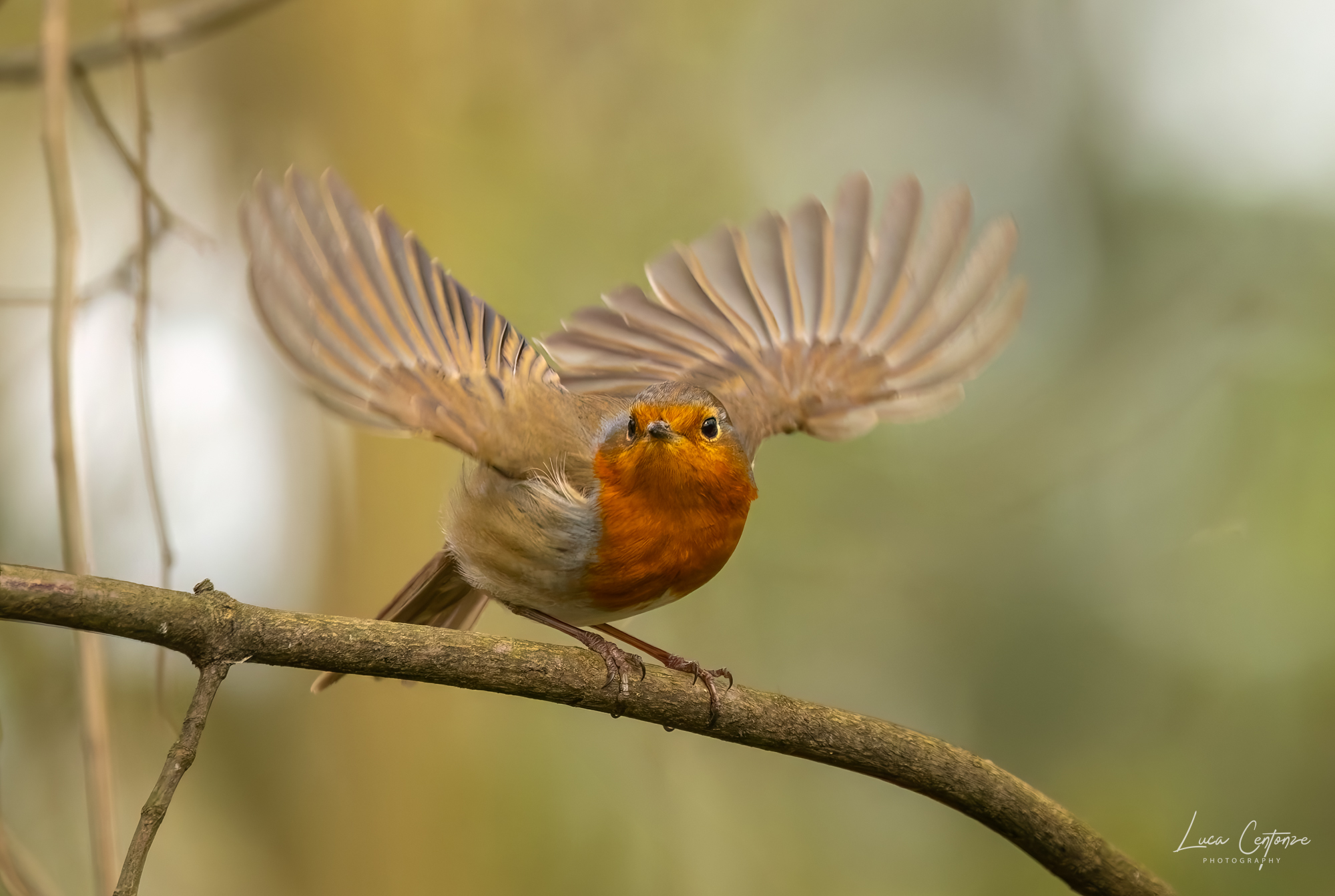 Robin