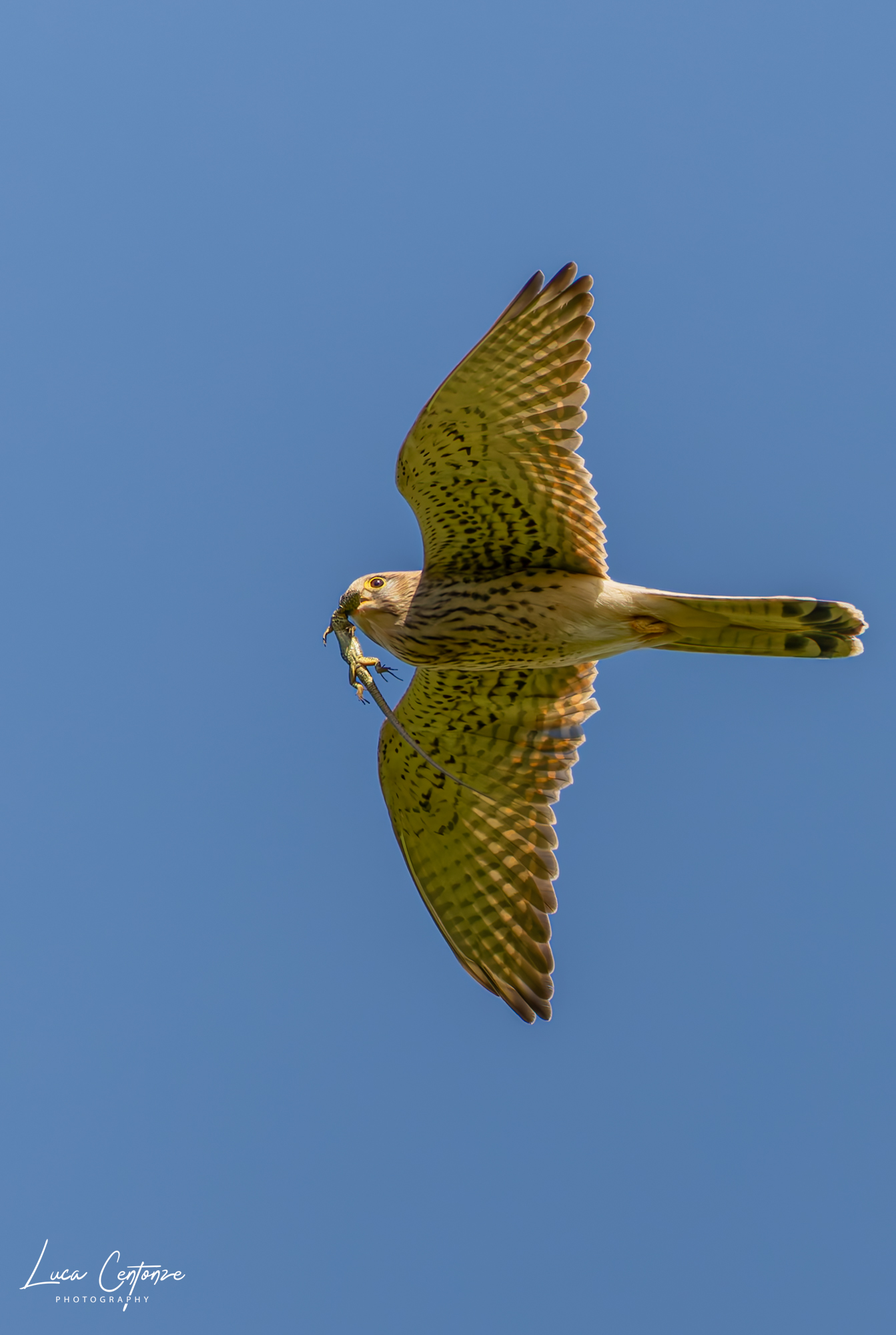 Kestrel with prey