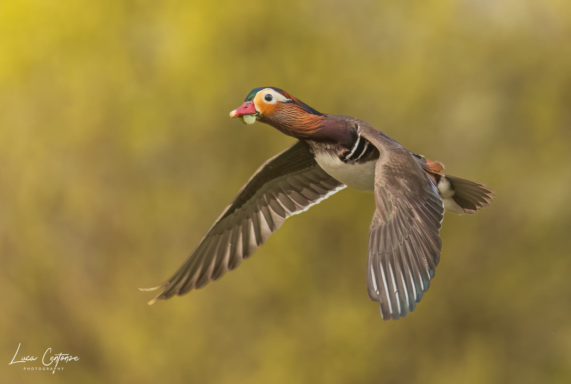 Mandarin duck in flight