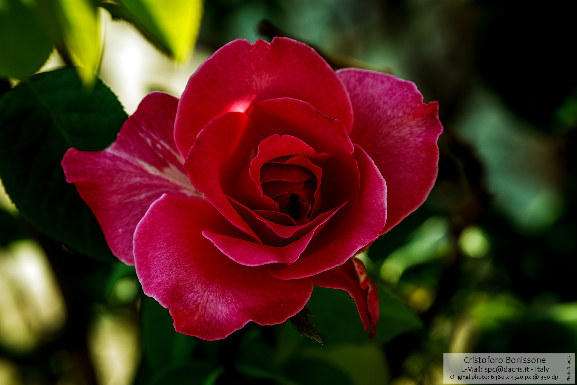 Rose Flower - Photo 0032