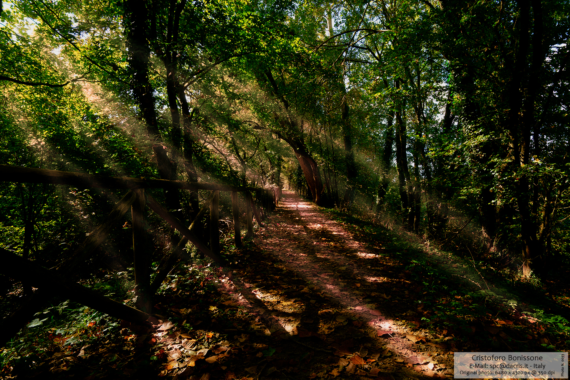 Light Rays Forest - Photo 0033