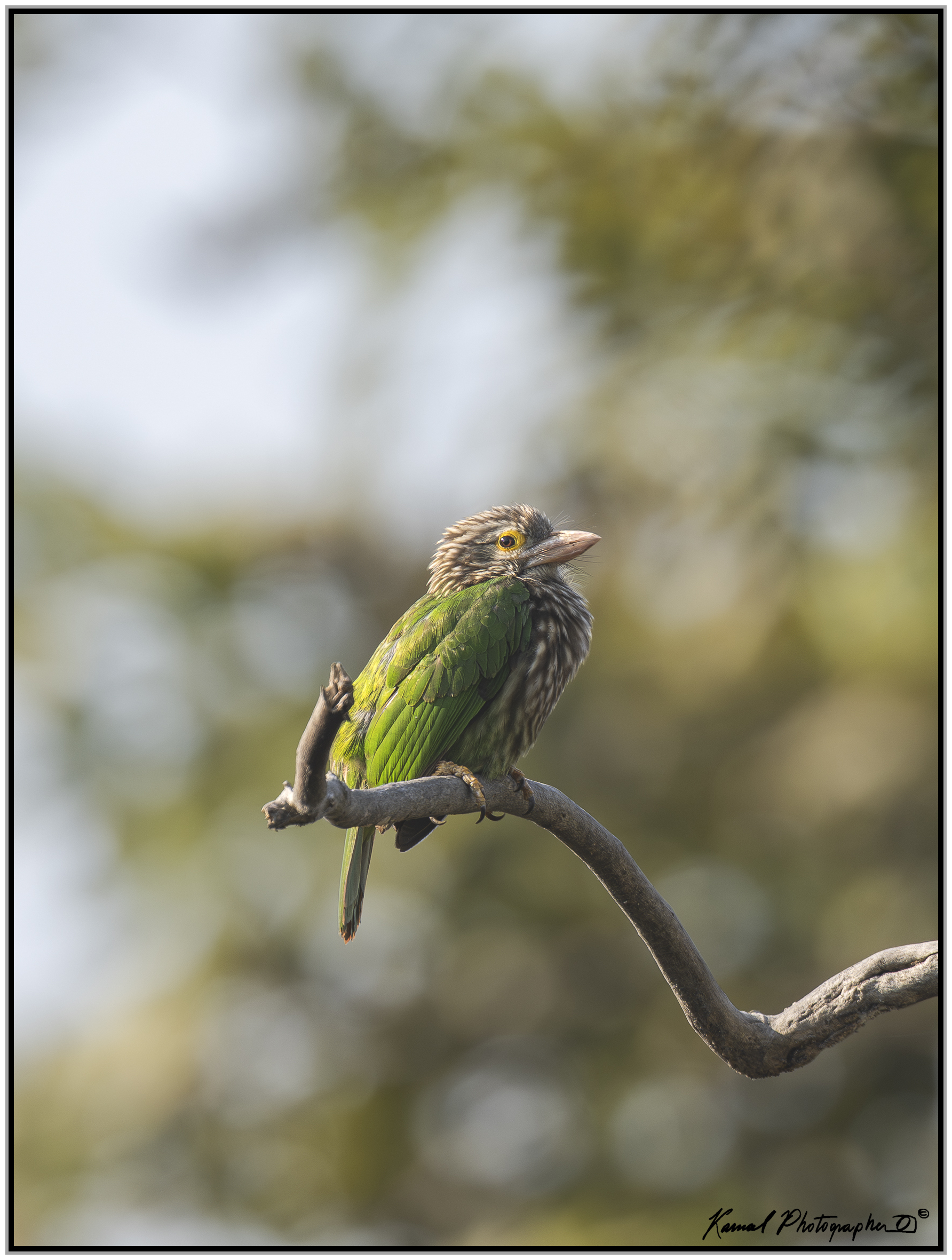 Linen Beard (Psilopogon lineatus)