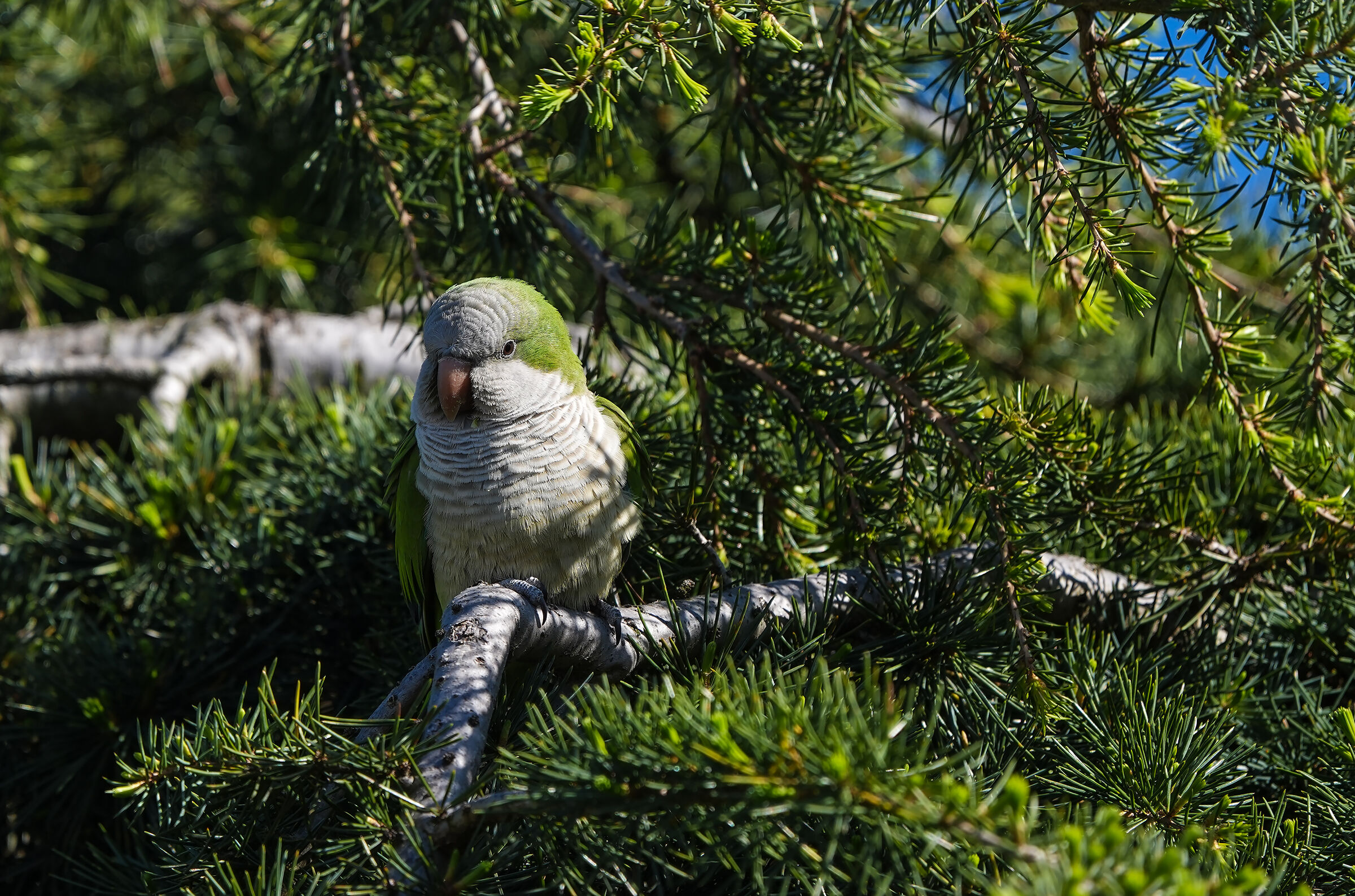 lookout
