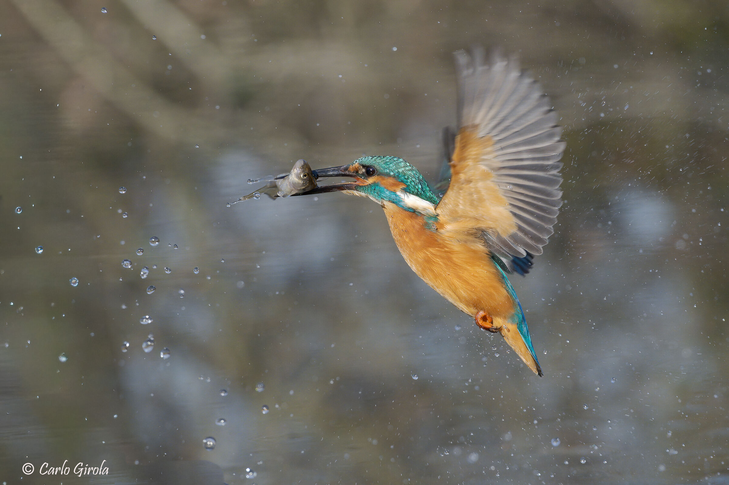 Kingfisher (Alcedo atthis)