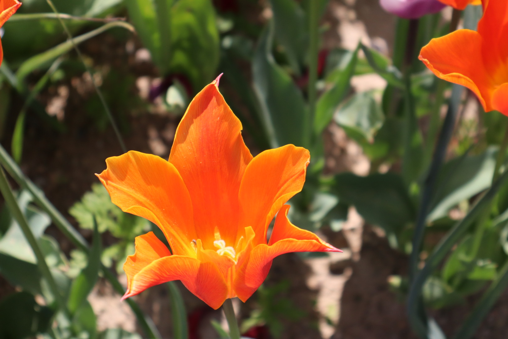Tulip 0258
