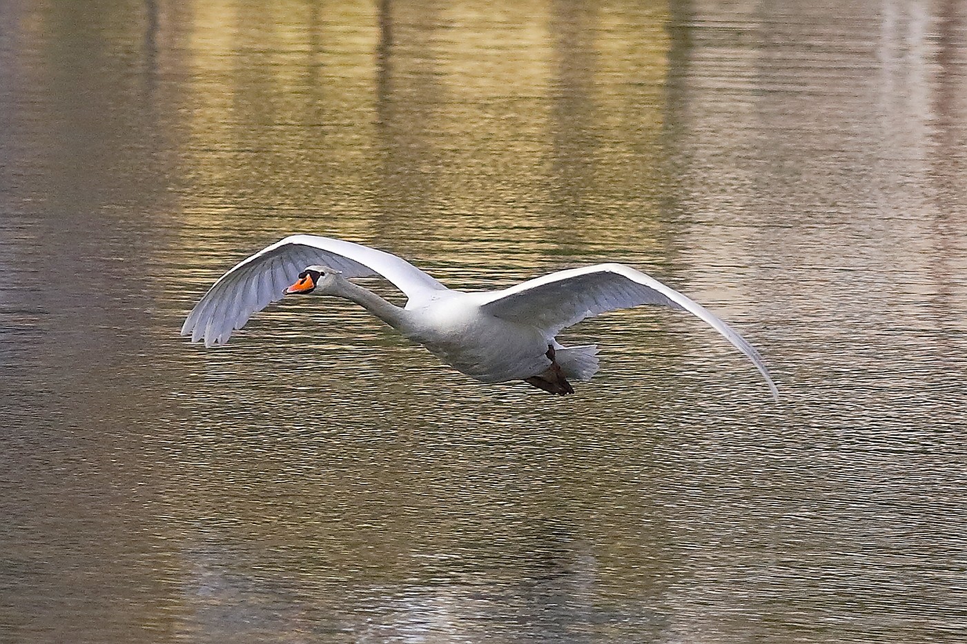 Cigno R 02 aprile 2026