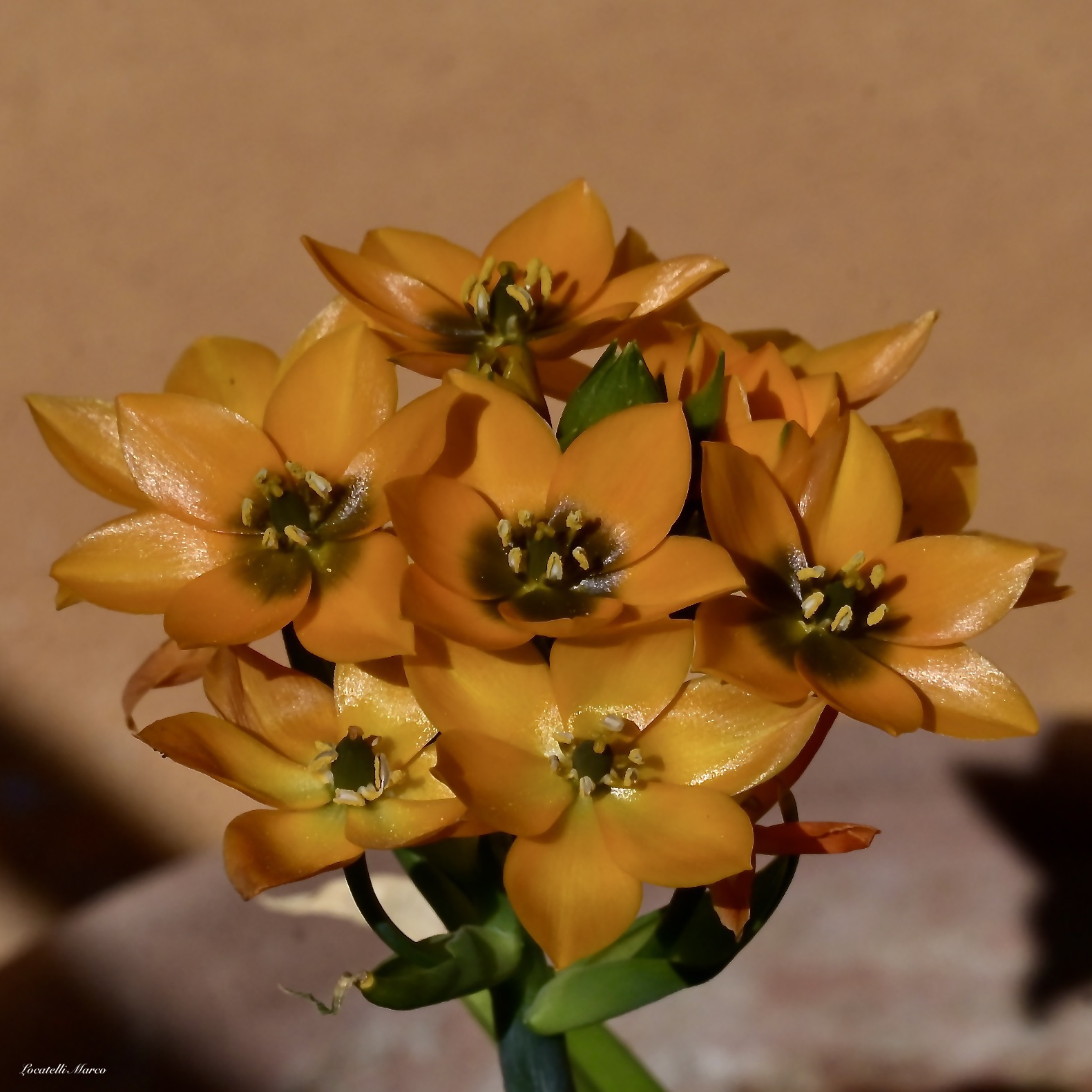 Ornithogalum