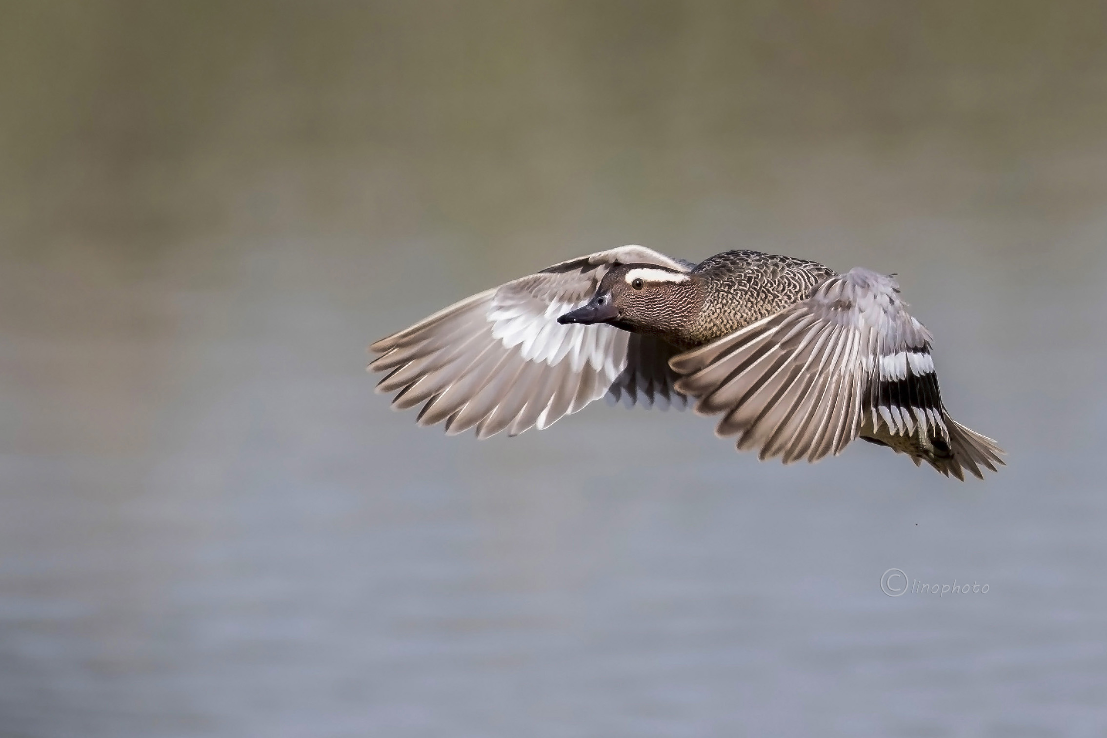 Garganey