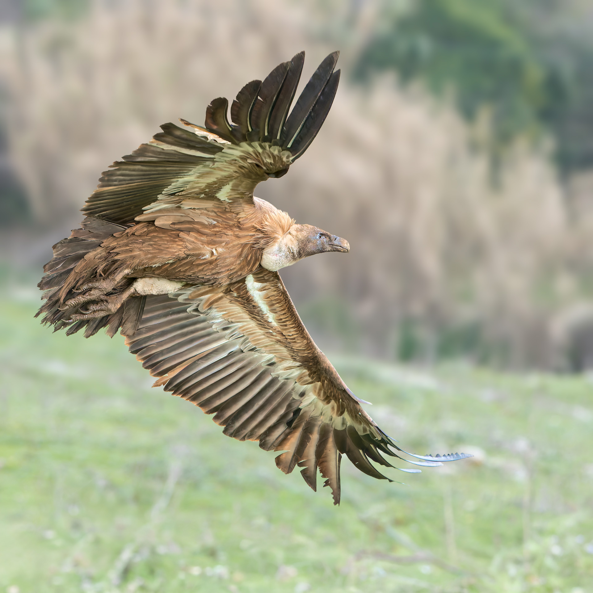 Griffon vulture taking off