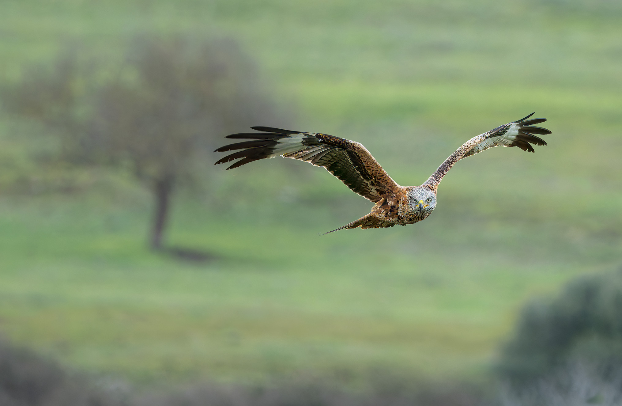 Red Kite, Eye Contact