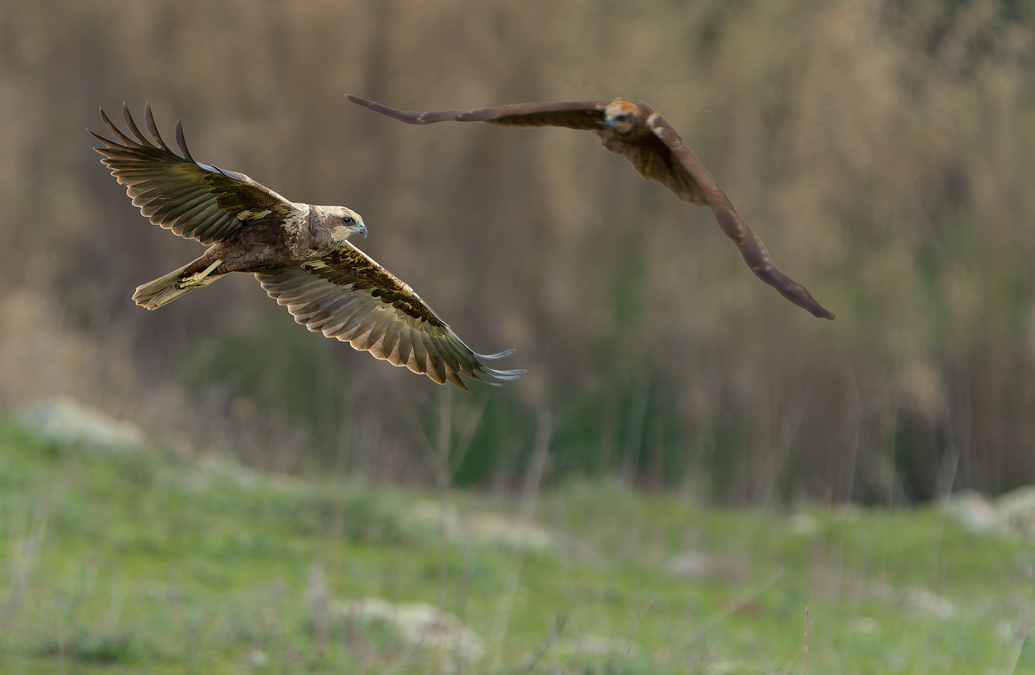 Marsh harriers in low flight