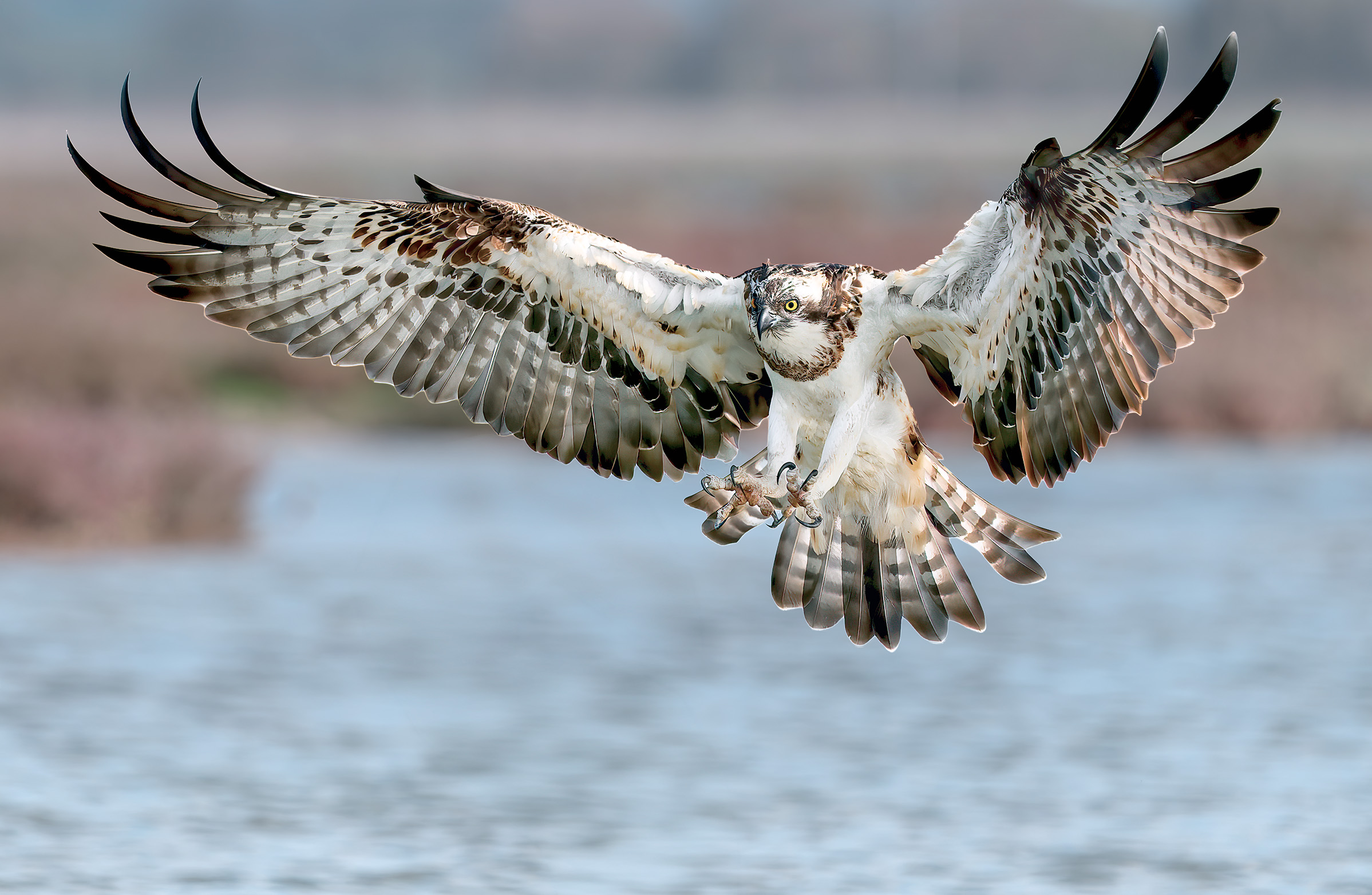 Osprey 1