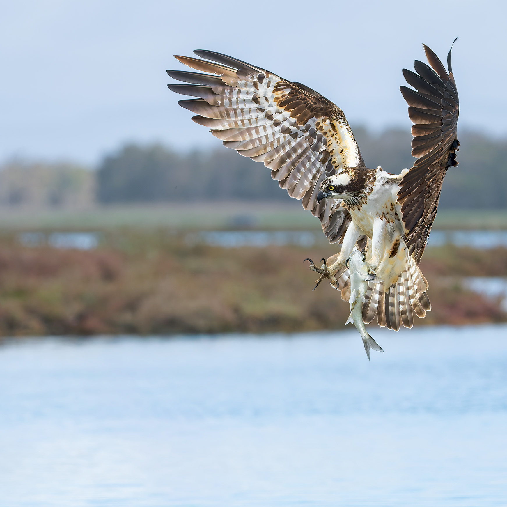 Osprey 2