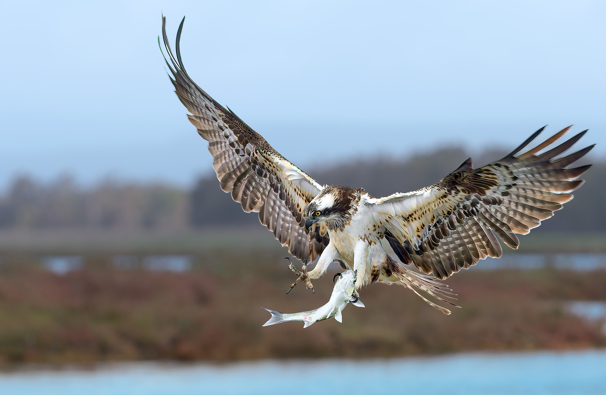 Osprey with mullet