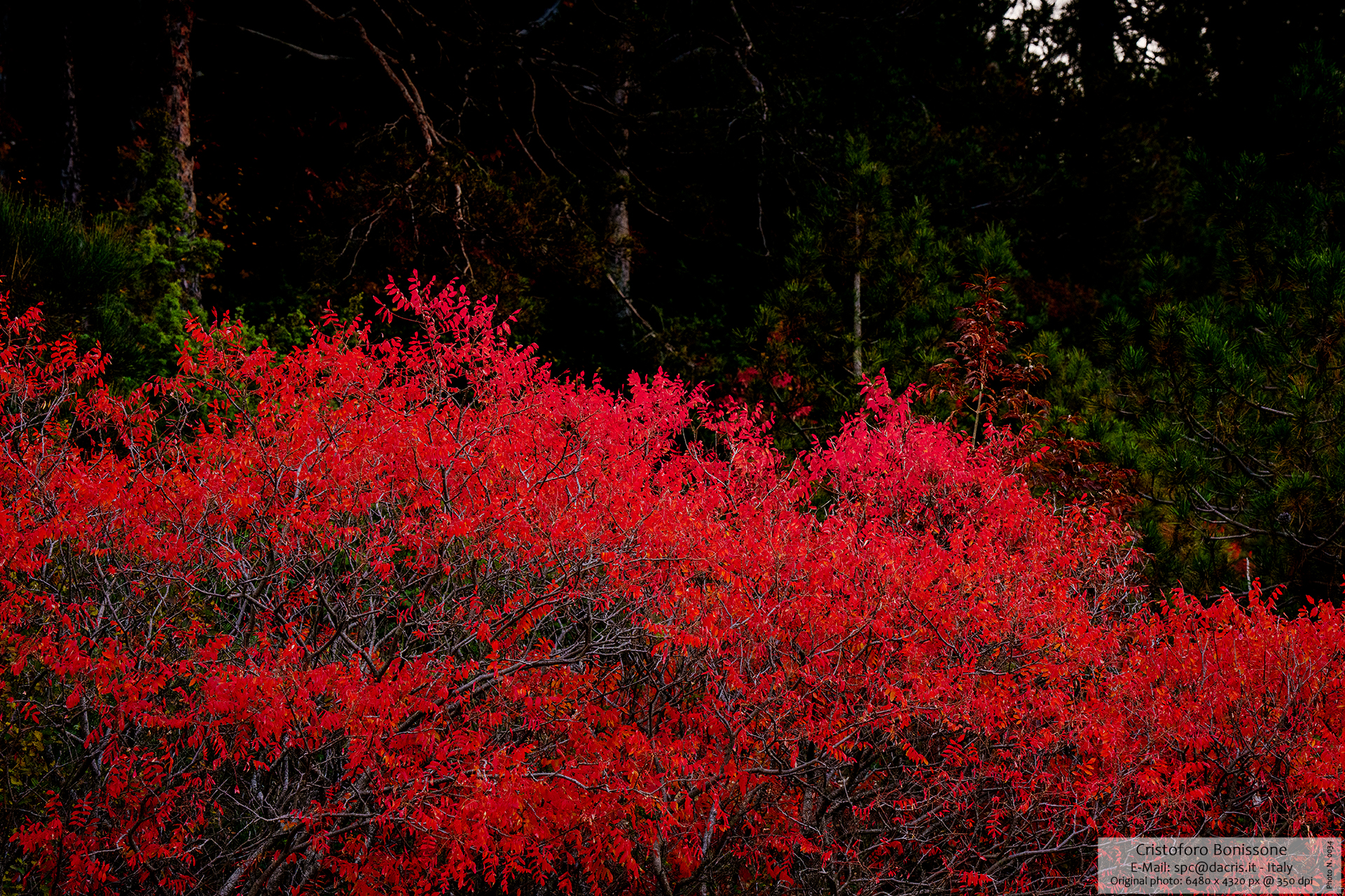 Red Leaf