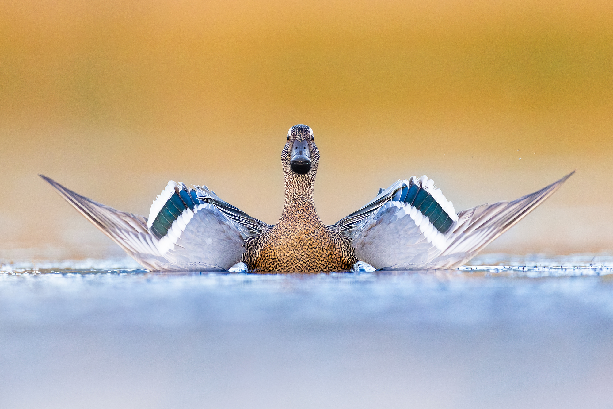 Garganey