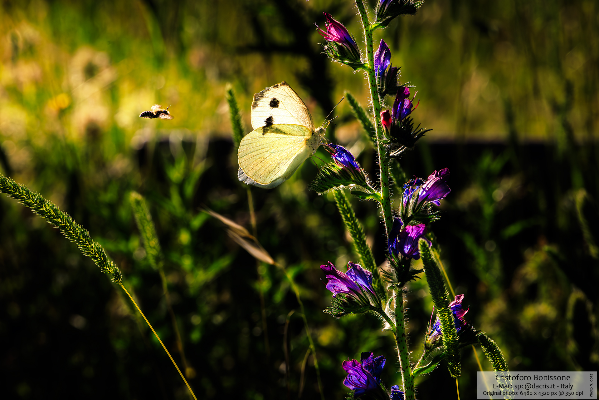 Bee Butterfly Flower Sunset - Photo 0037