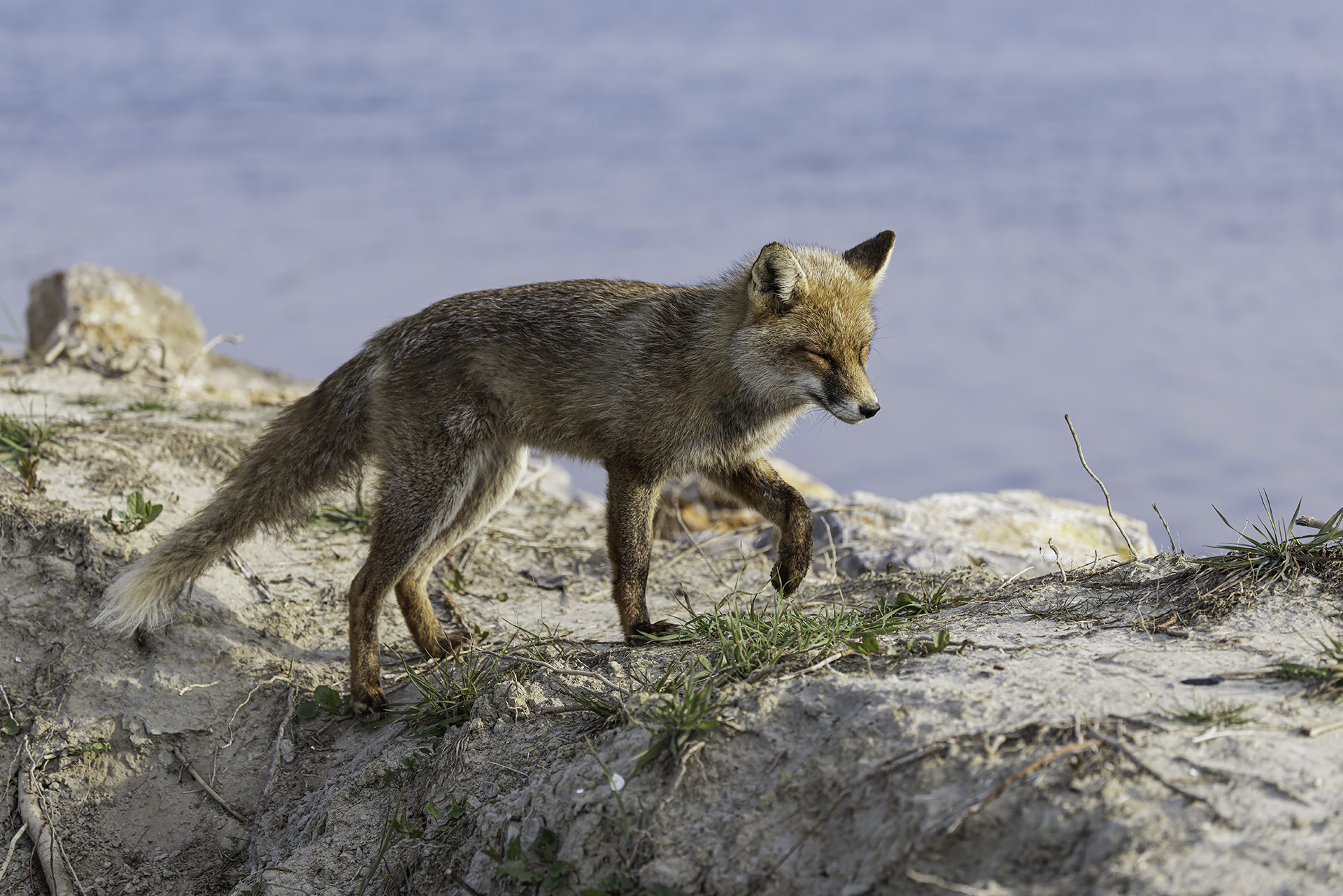 Fox