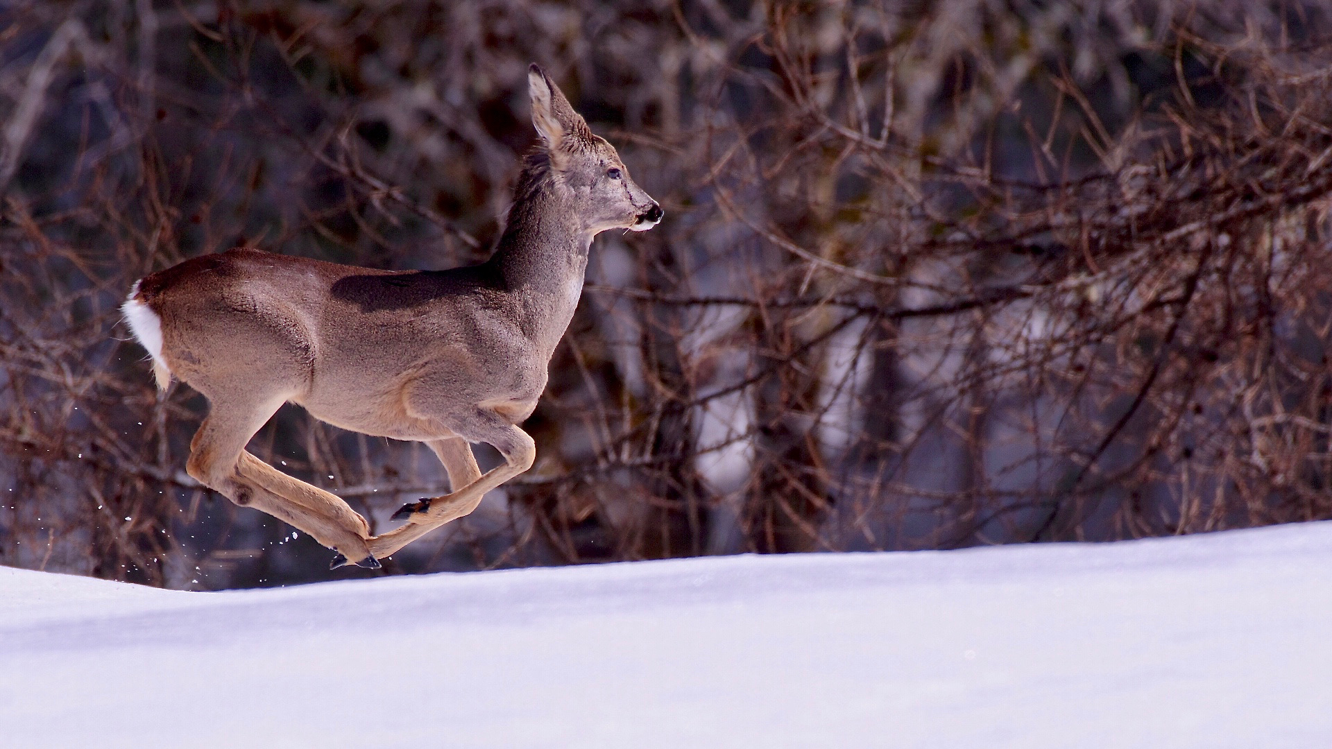 Roe deer