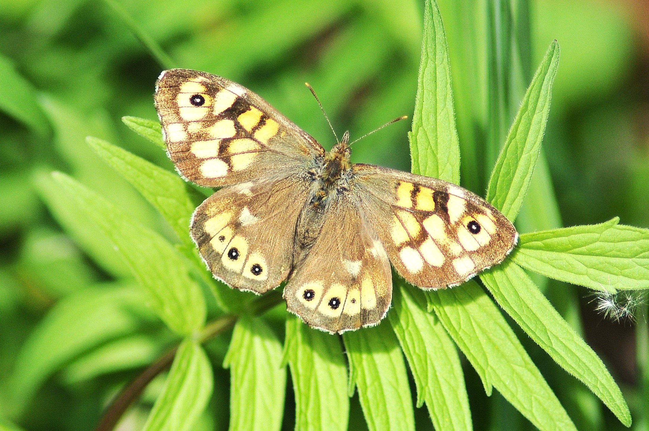 Butterfly