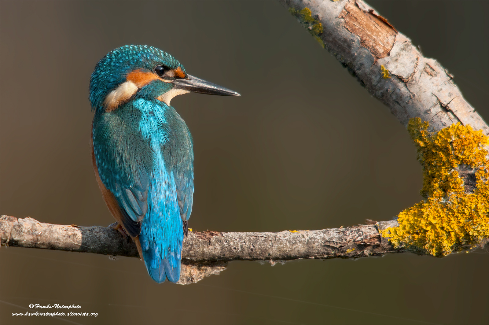 Kingfisher