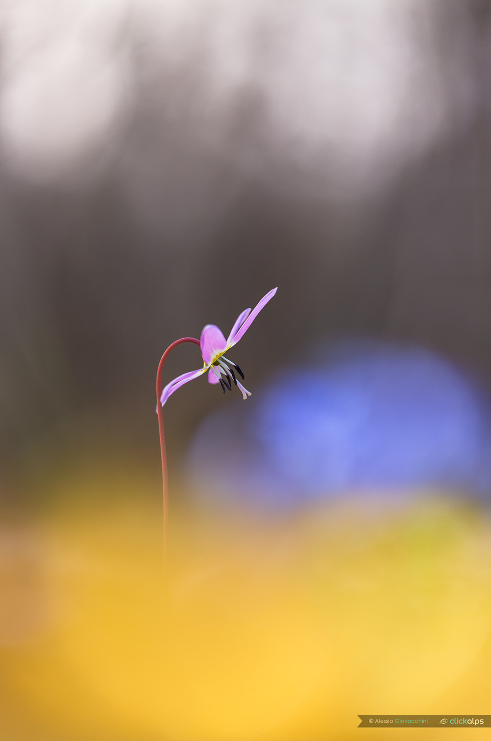 Erythronium dens-canis
