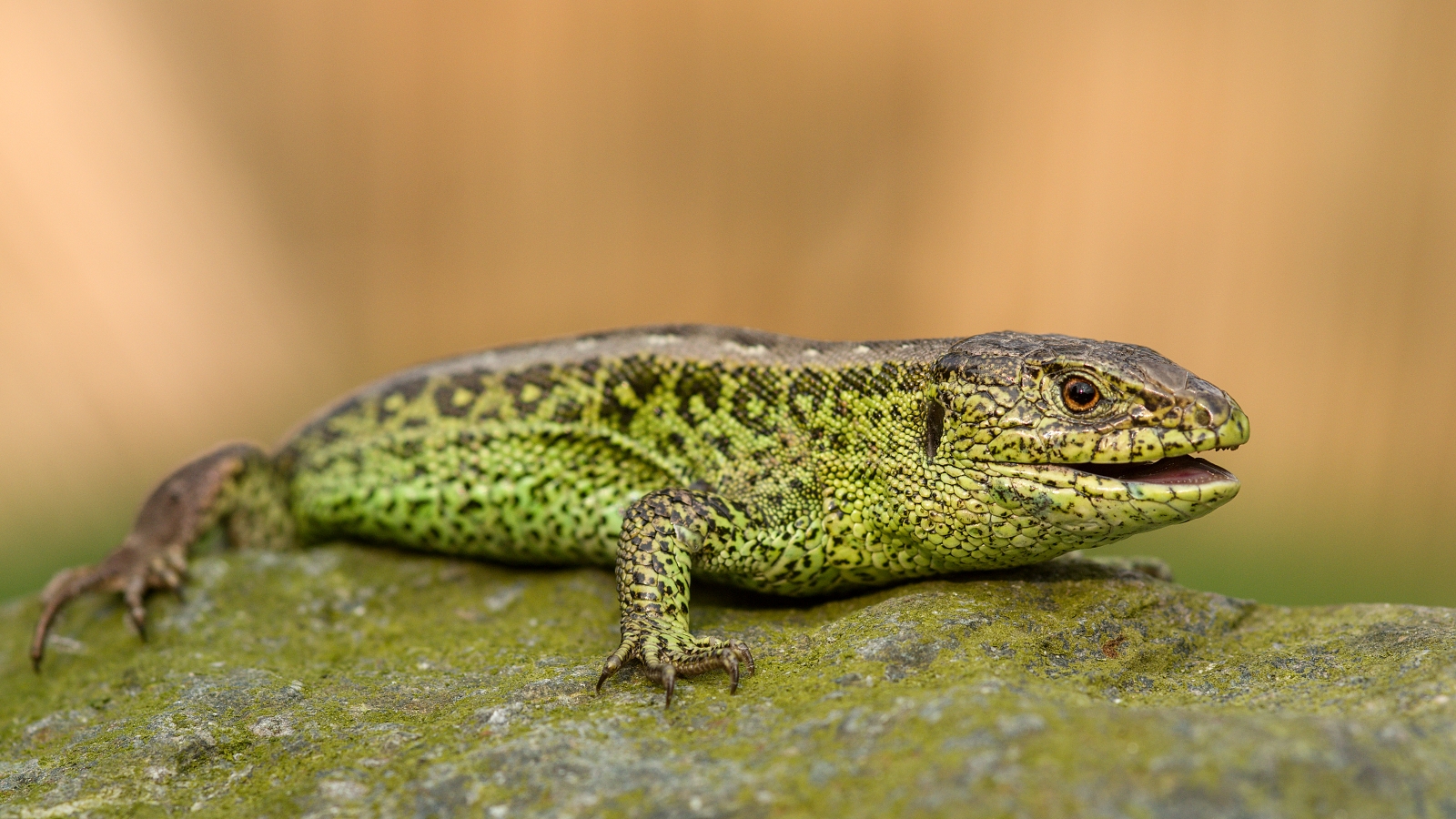 Lizard