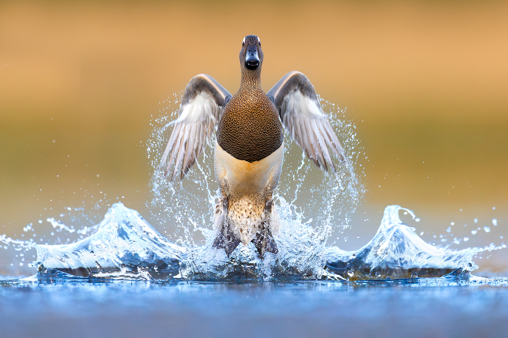 Garganey